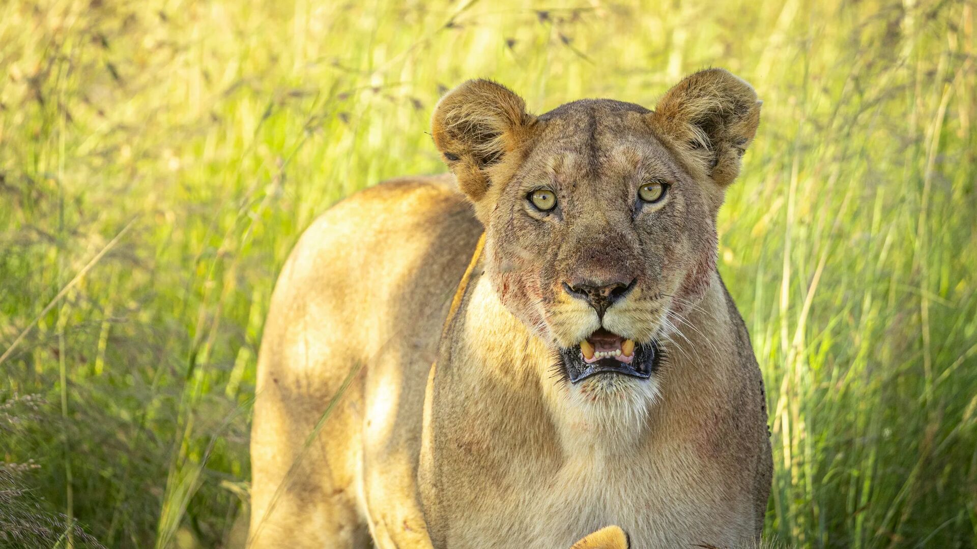 Close-up of a lioness standing in tall green grass, her golden eyes fixed forward and mouth slightly open, with sunlight highlighting her tawny coat and the surrounding Serengeti savannah.