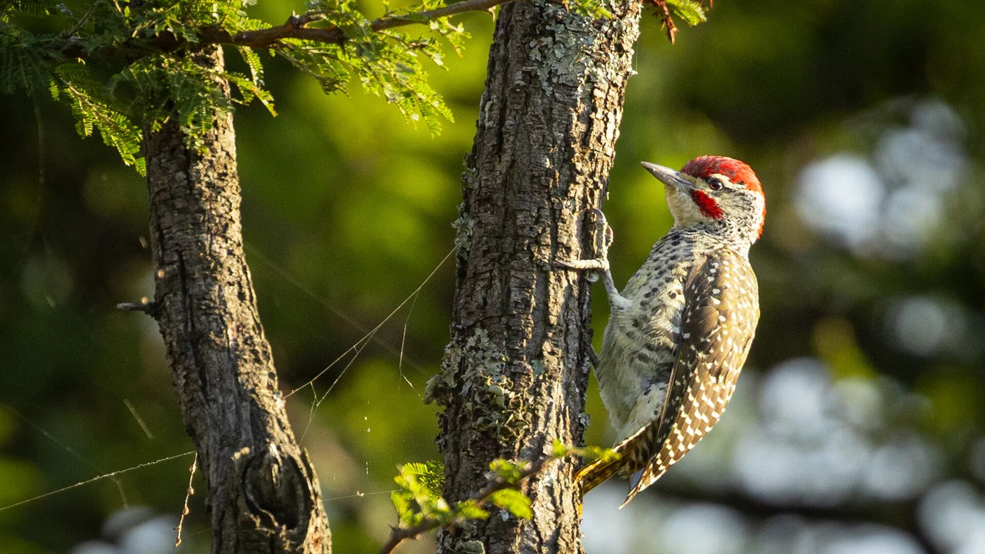A red-headed woodpecker clings to the rough bark of an acacia tree, its spotted wings and pale chest lit by warm sunlight against a soft green, out-of-focus background.