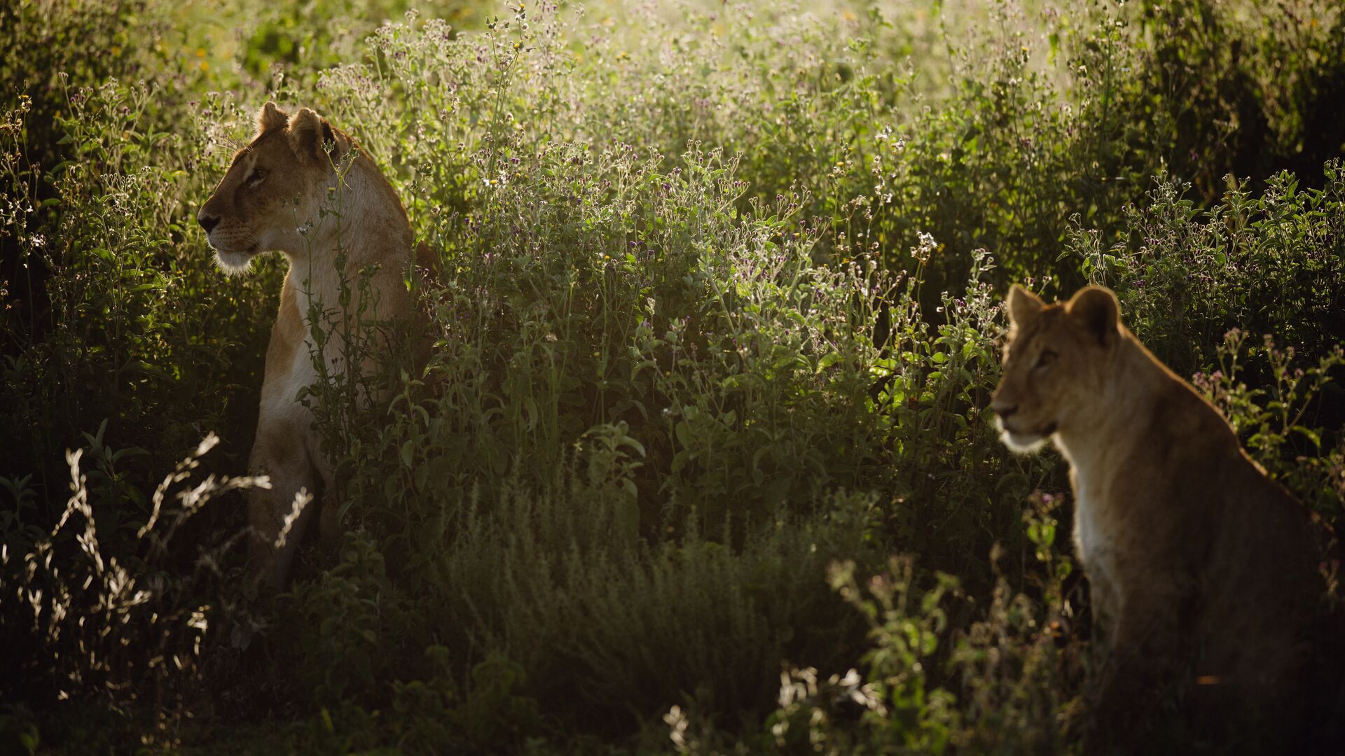Two lionesses sit partially hidden among tall green grasses and wildflowers, softly lit by warm sunlight as they look out across the surrounding savannah.
