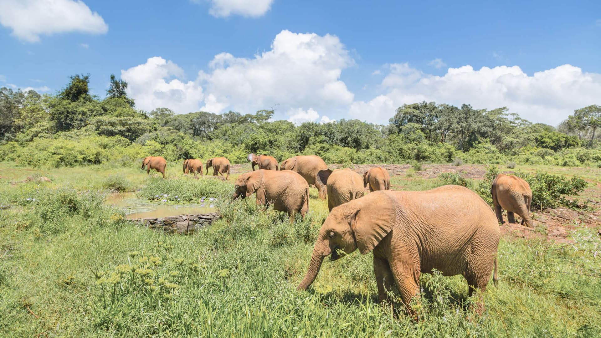 Elephant orphanage Nairobi