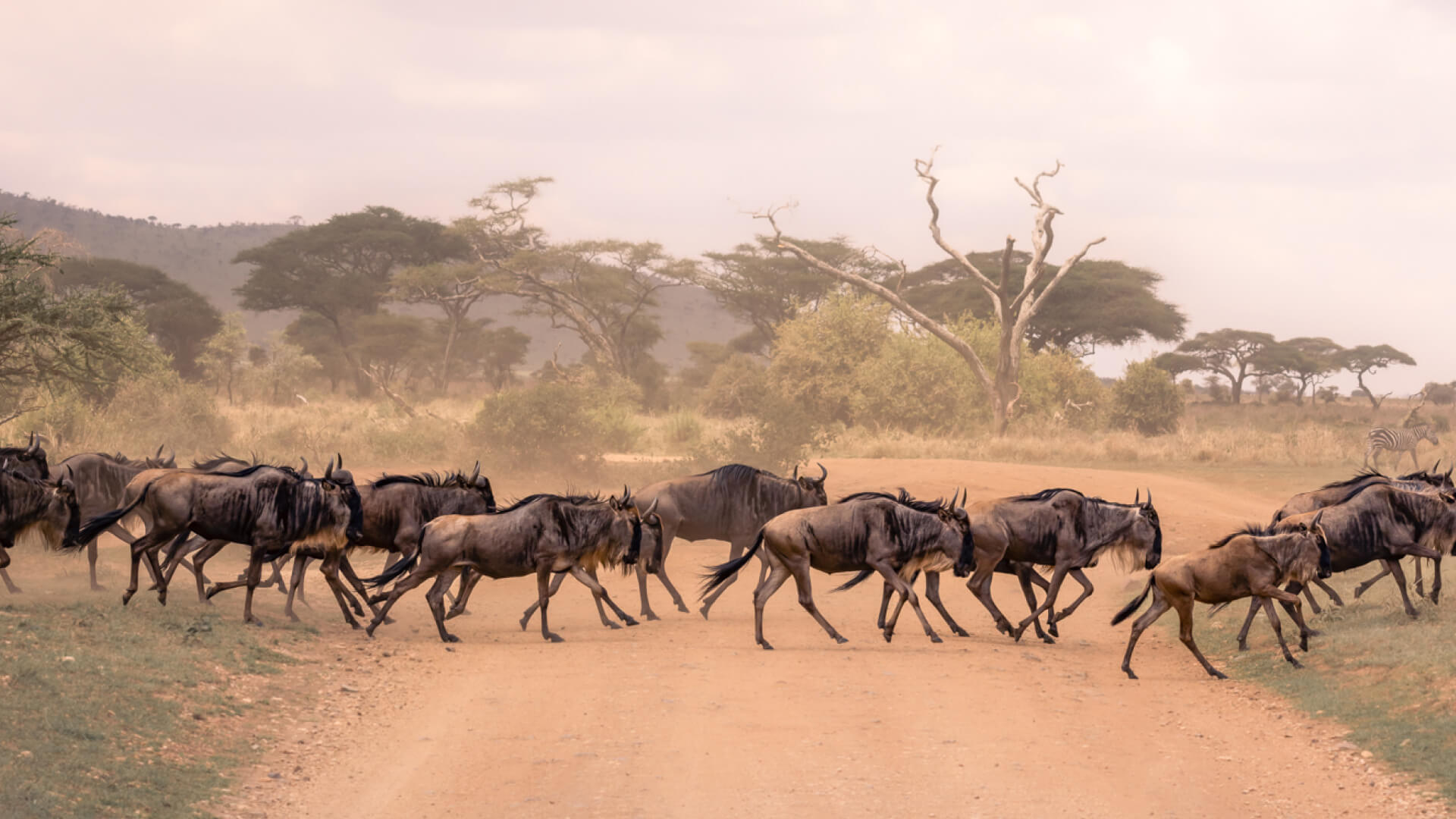 Wildebeest herd crossing a road in Serengeti National Park
