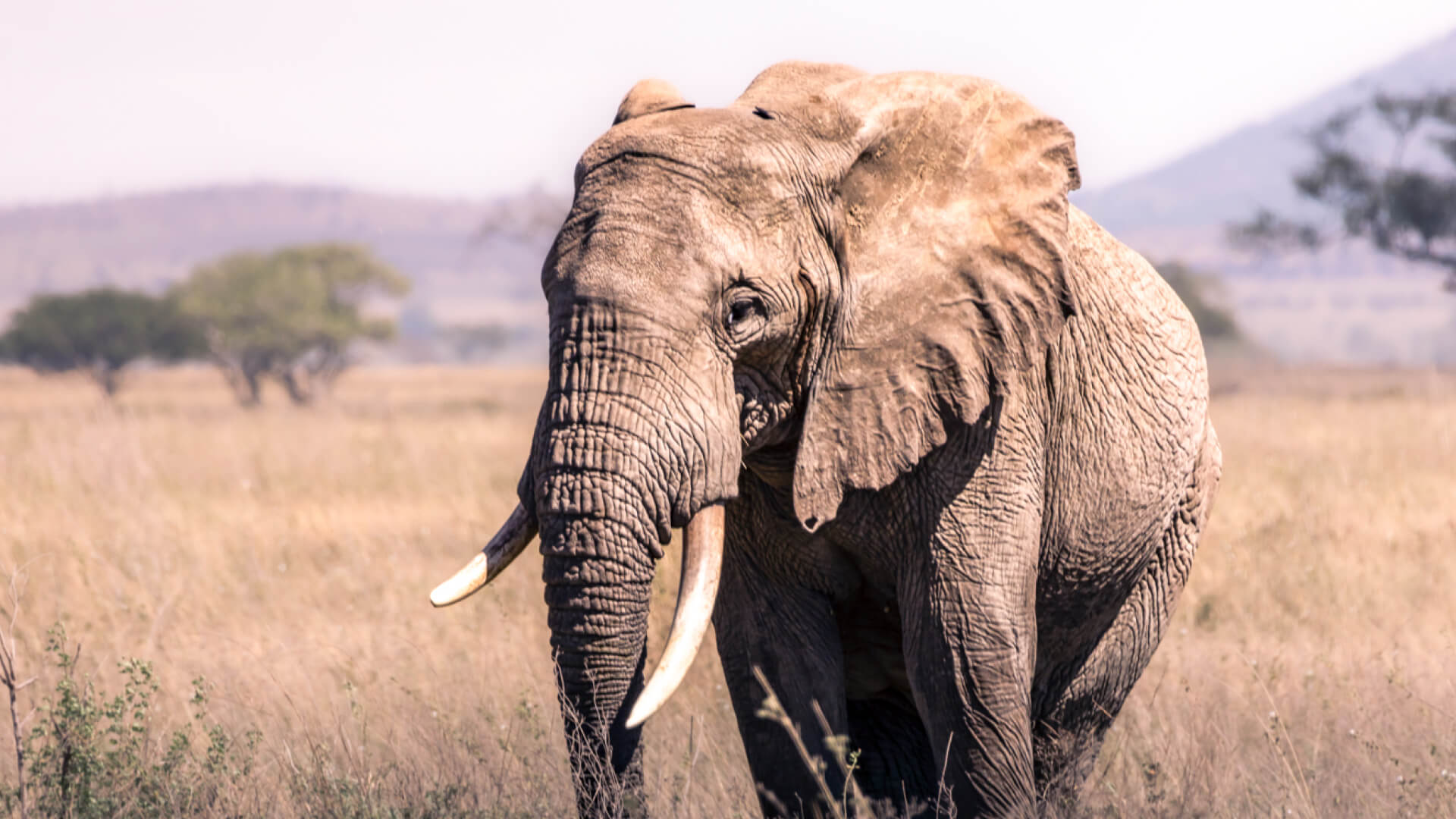 Elephant walking in Serengeti National Park