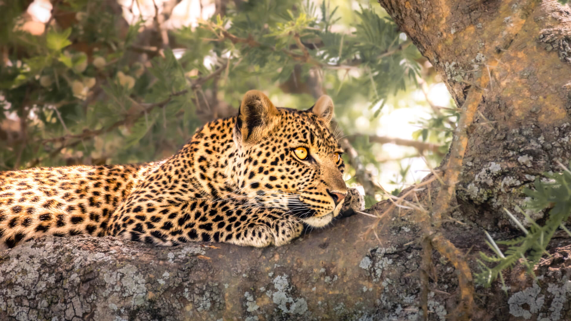 Leopard laying in a tree, Serengeti National Park