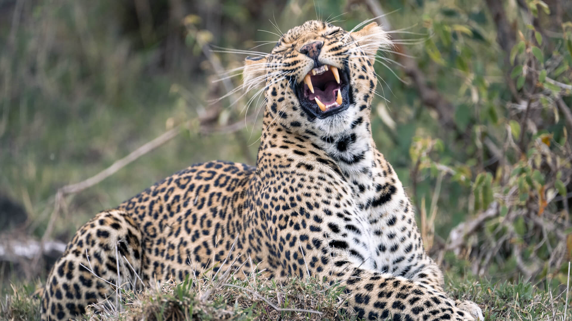 Leopard growling, mara naboisho conservancy, kenya, encounter mara camp