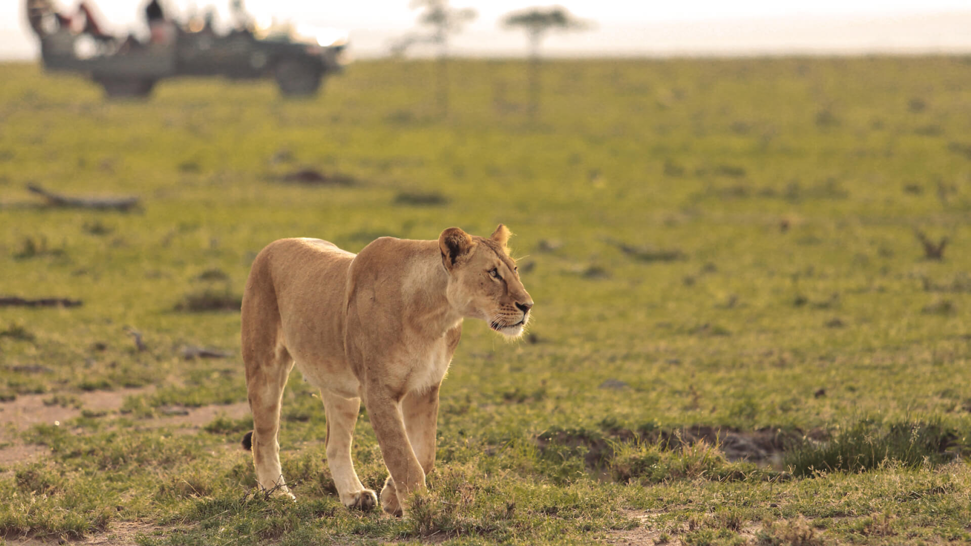 lion walking in mara naboisho conservancy, kenya, encounter mara camp