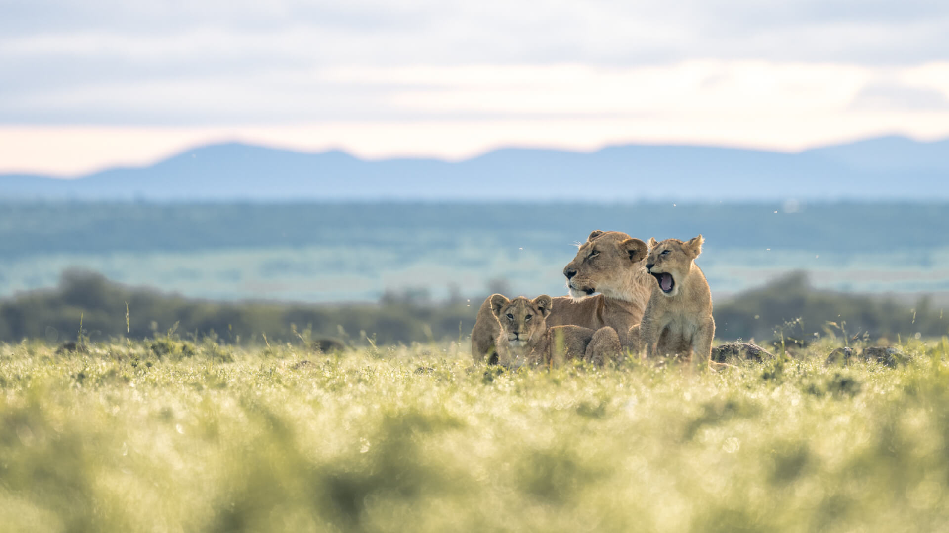 Family of lion on the grass, mara naboisho conservancy, kenya, encounter mara