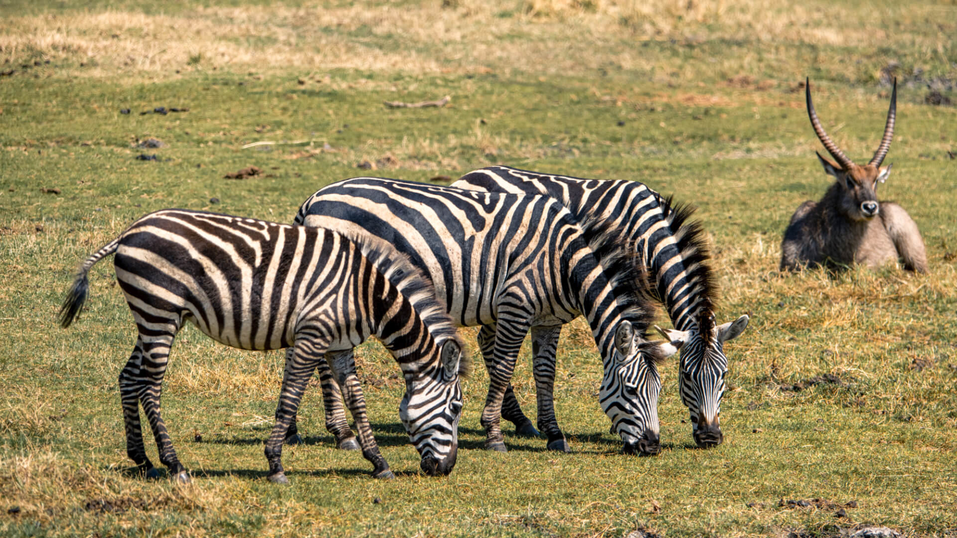 Three zebra grazing, the highlands camp, Ngorongoro Conservation Area, Tanzania