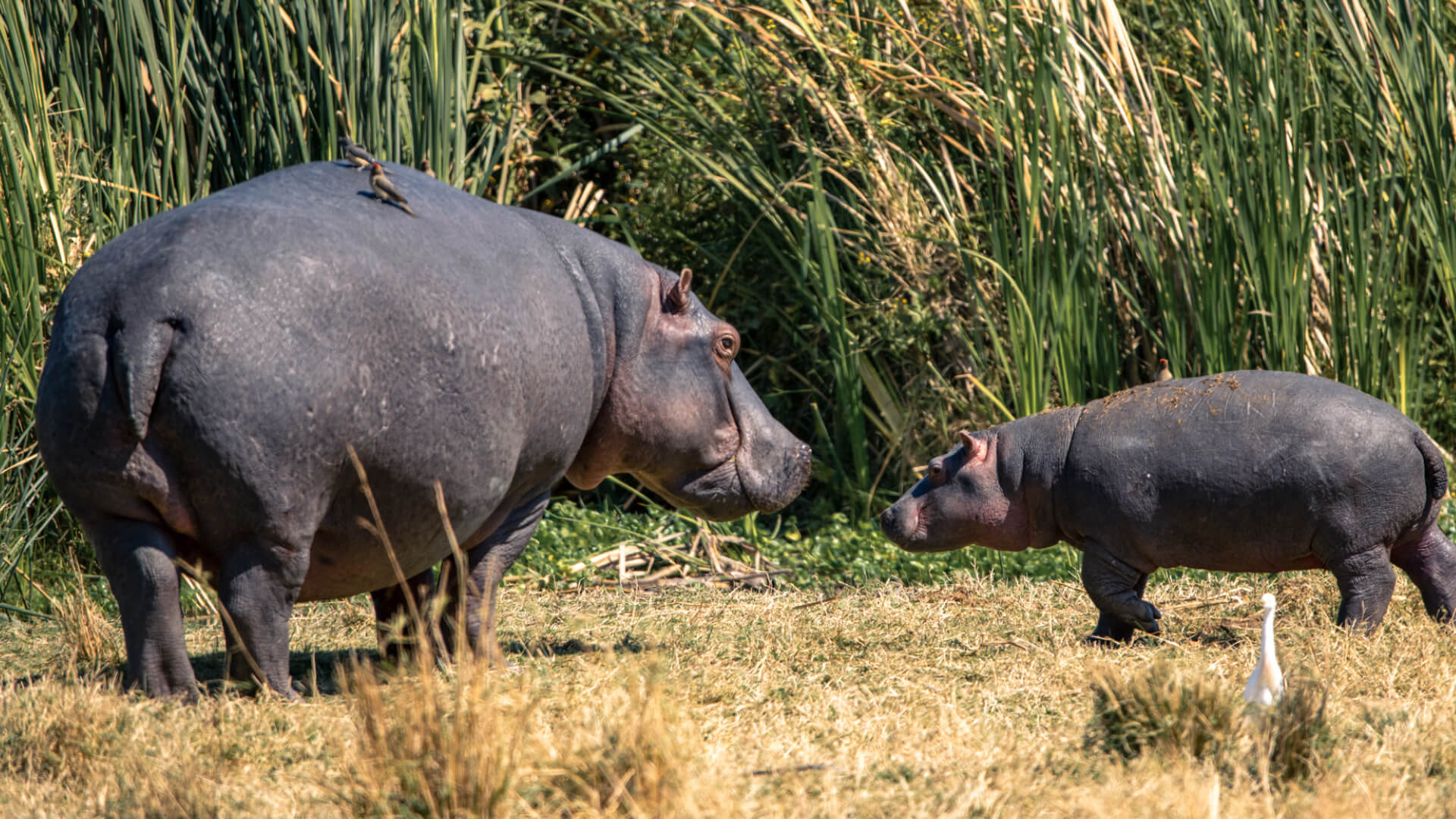 Hippo mother and calf at the river, the highlands camp, Ngorongoro Conservation Area, Tanzania