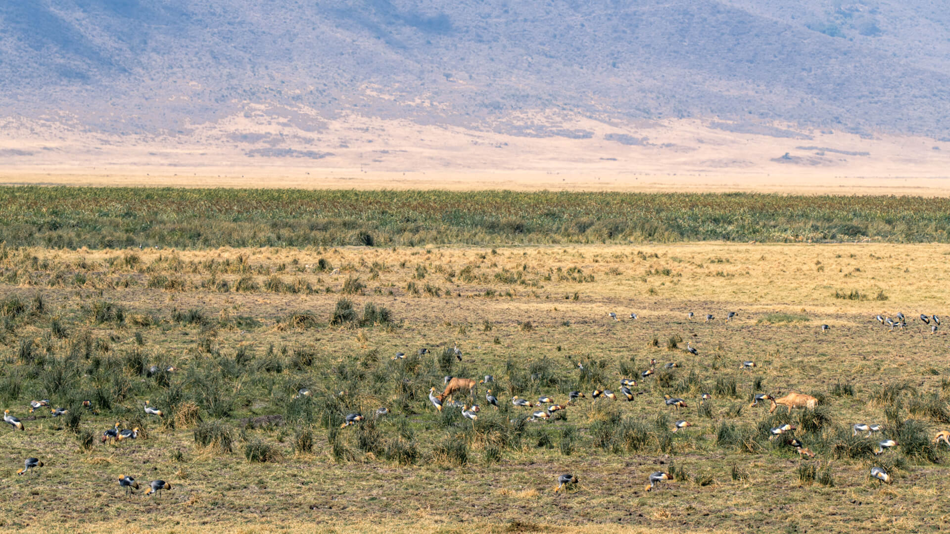 A view of the ngorongoro crater in northern tanzania