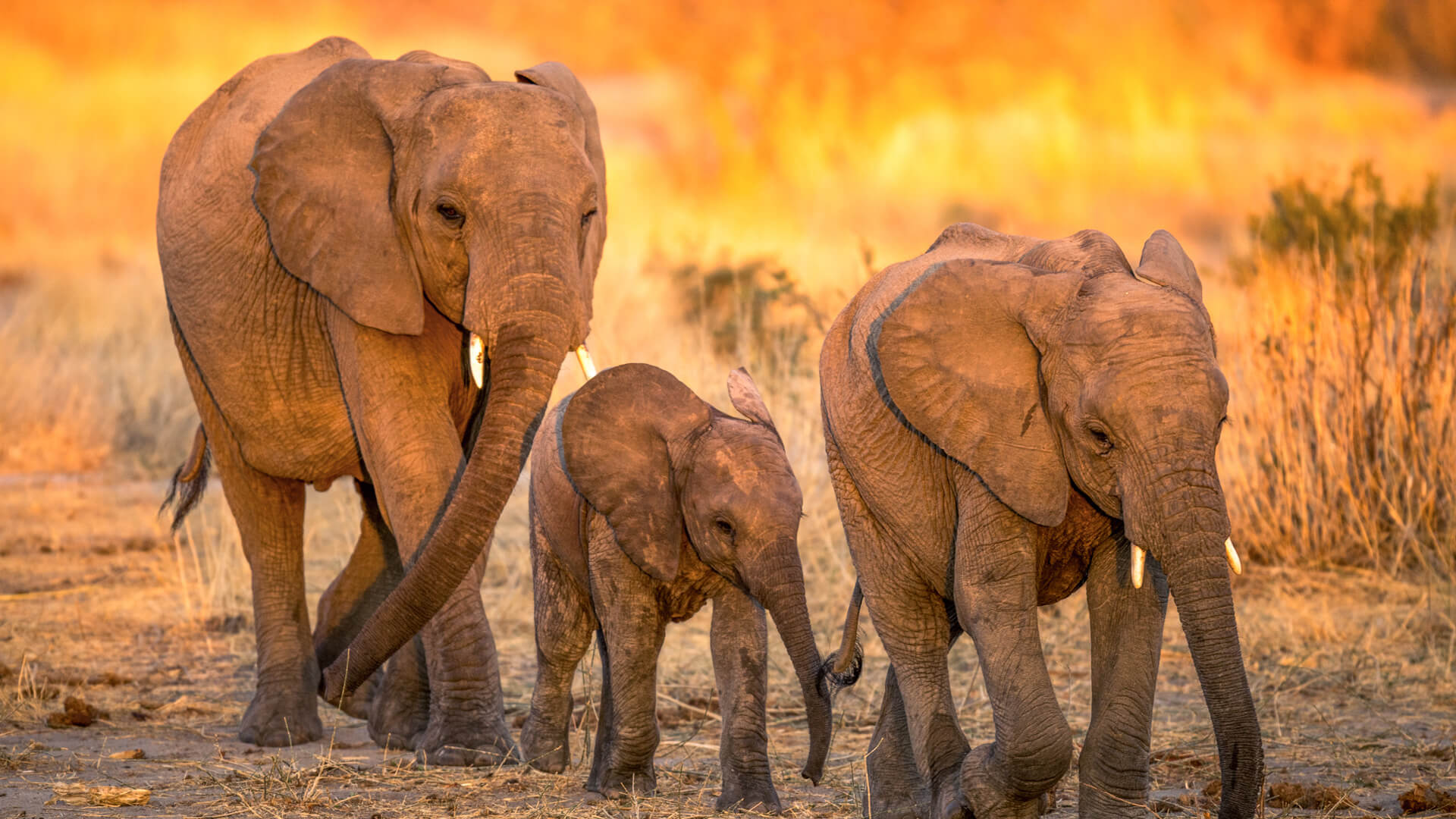 Jabali Private House, Ruaha National Park, elephant family walking with cub at sunset