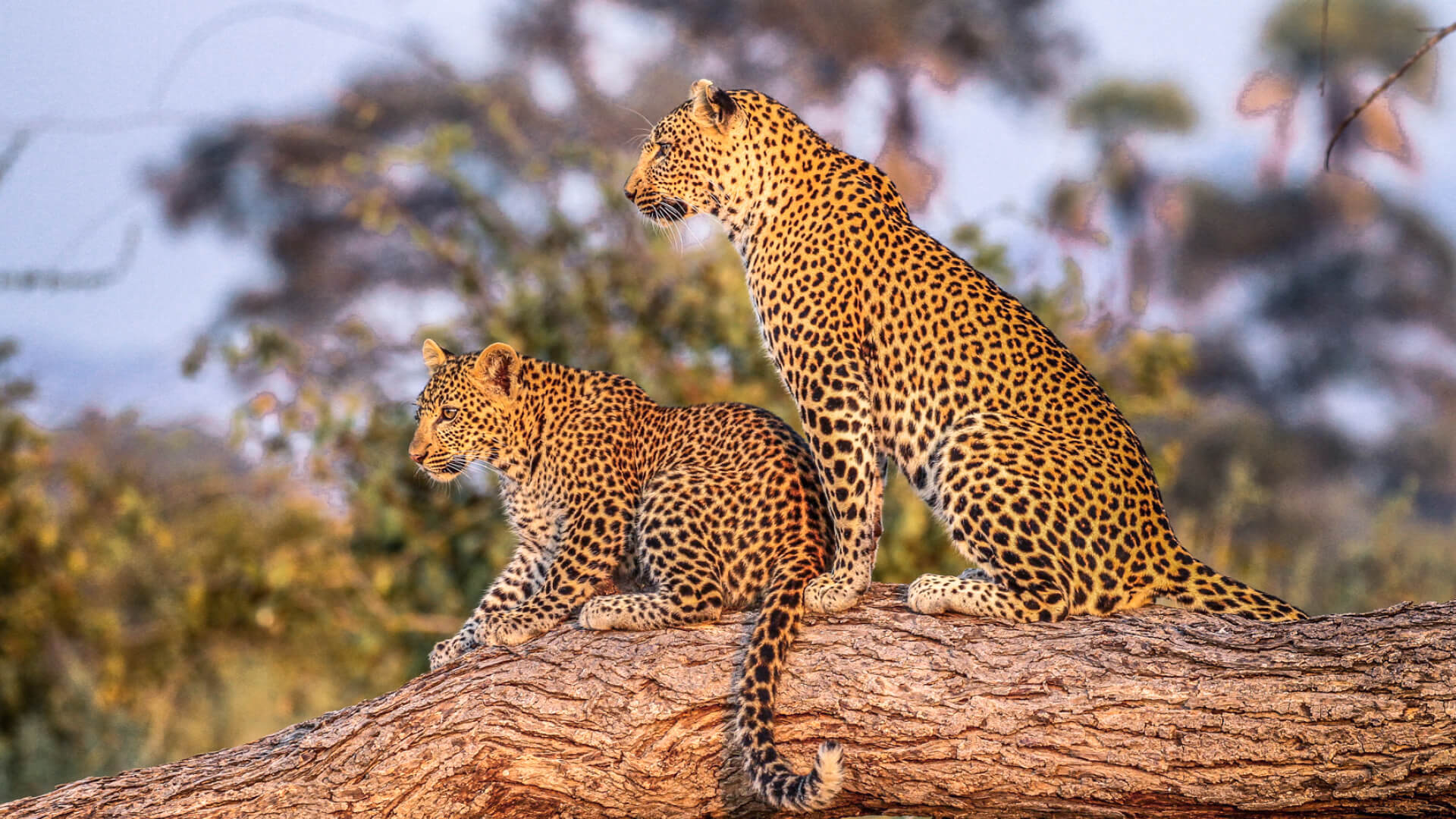Jabali Private House, Ruaha National Park, Wildlife, leopards on a branch, cub