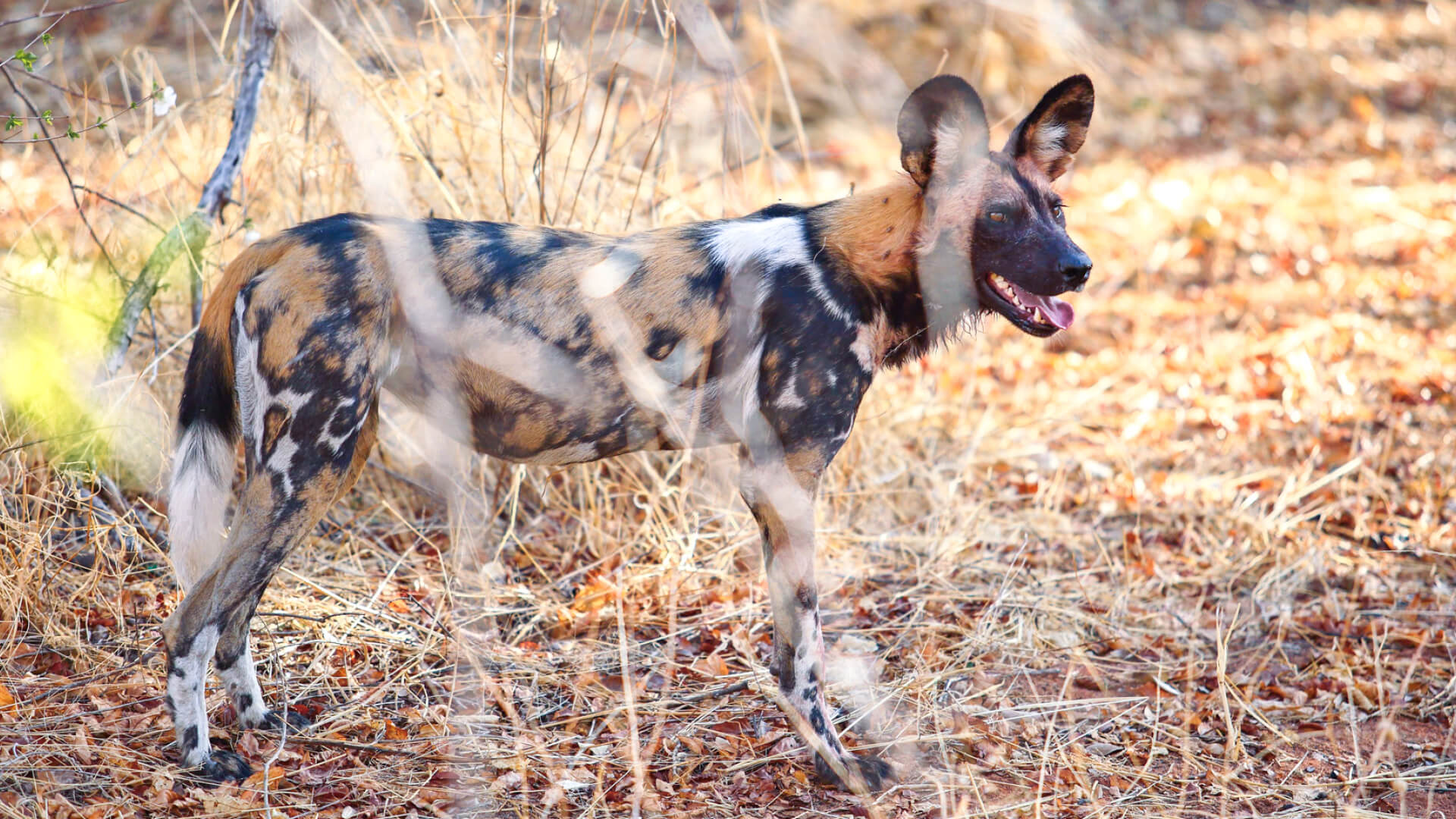 Jabali Private House, Ruaha National Park, wildlife, wild dog