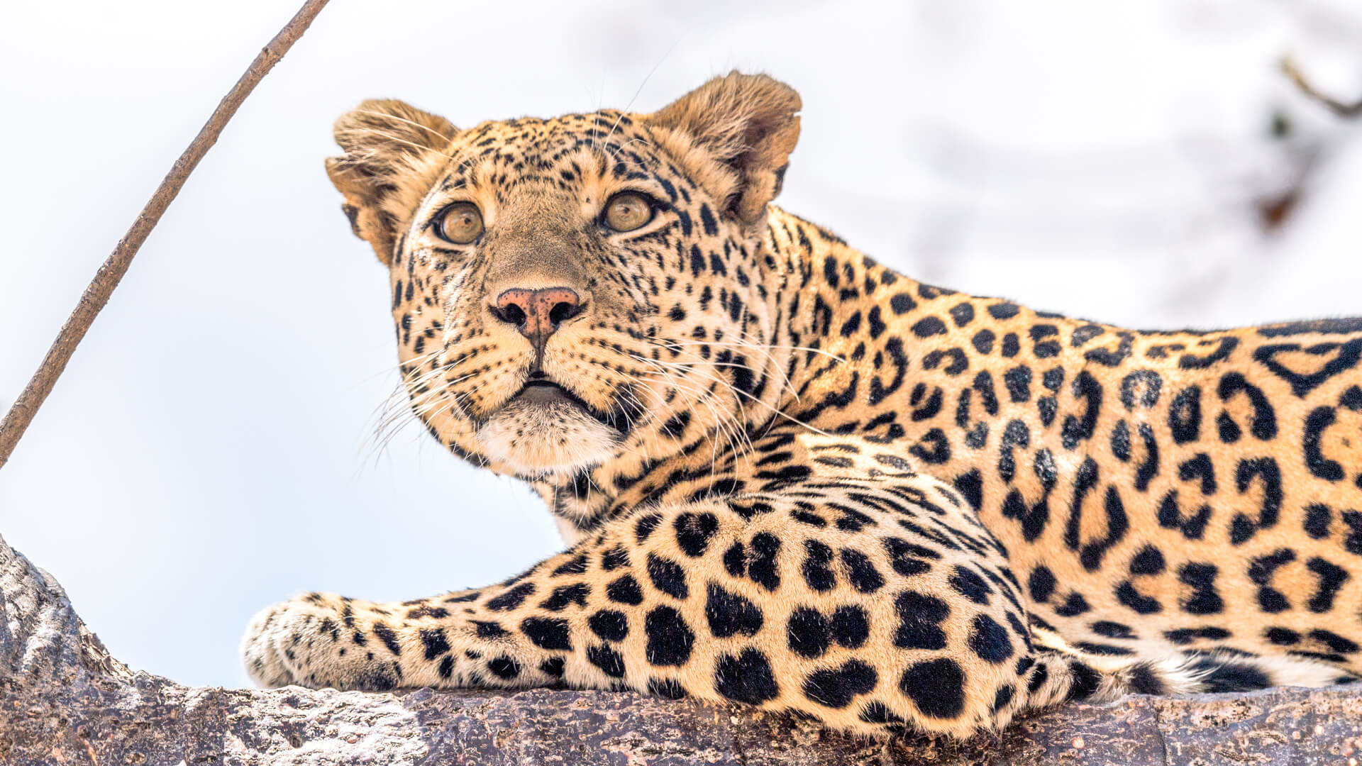 leopard lying in a tree, wildlife in southern tanzania