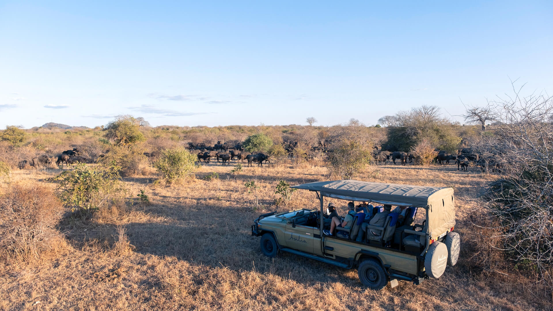 Jabali Ridge, Ruaha National Park, guests on game drive near a herd of buffalo in the park, dry landscape