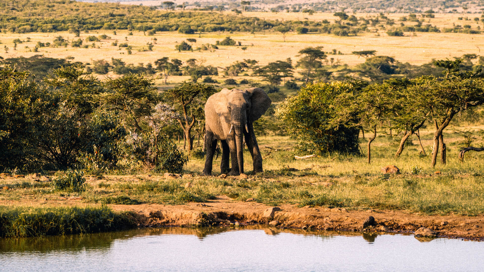 elephant at the river, Naboisho Camp, mara naboisho conservancy, keny