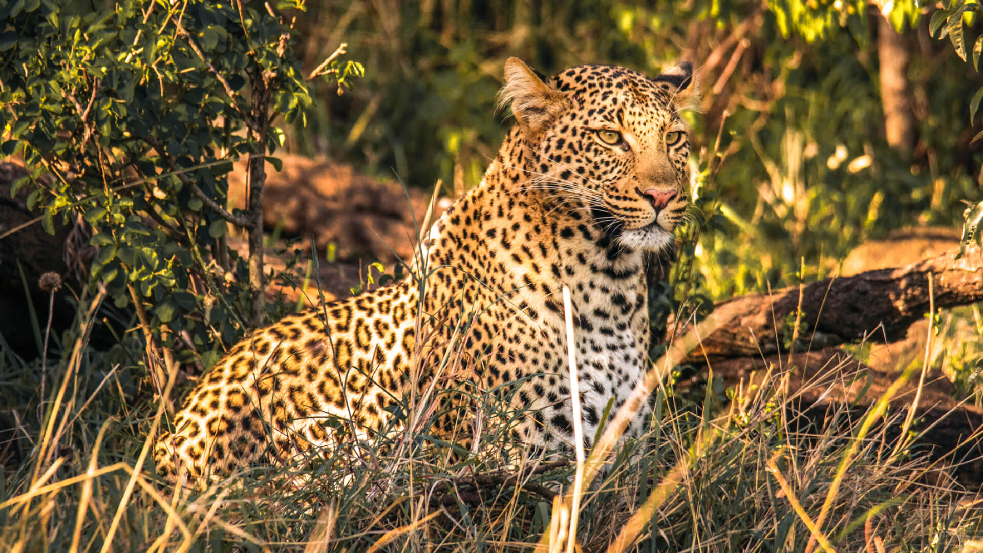 Leopard in the grass, naboisho camp, mara naboisho conservancy, kenya