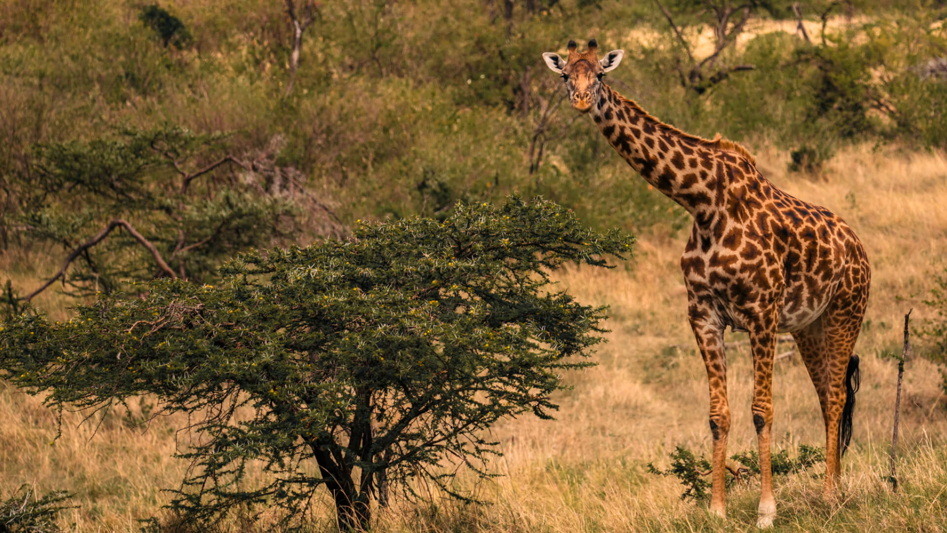 Giraffe standing next to acacia tree, naboisho camp, mara naboisho conservancy, kenya