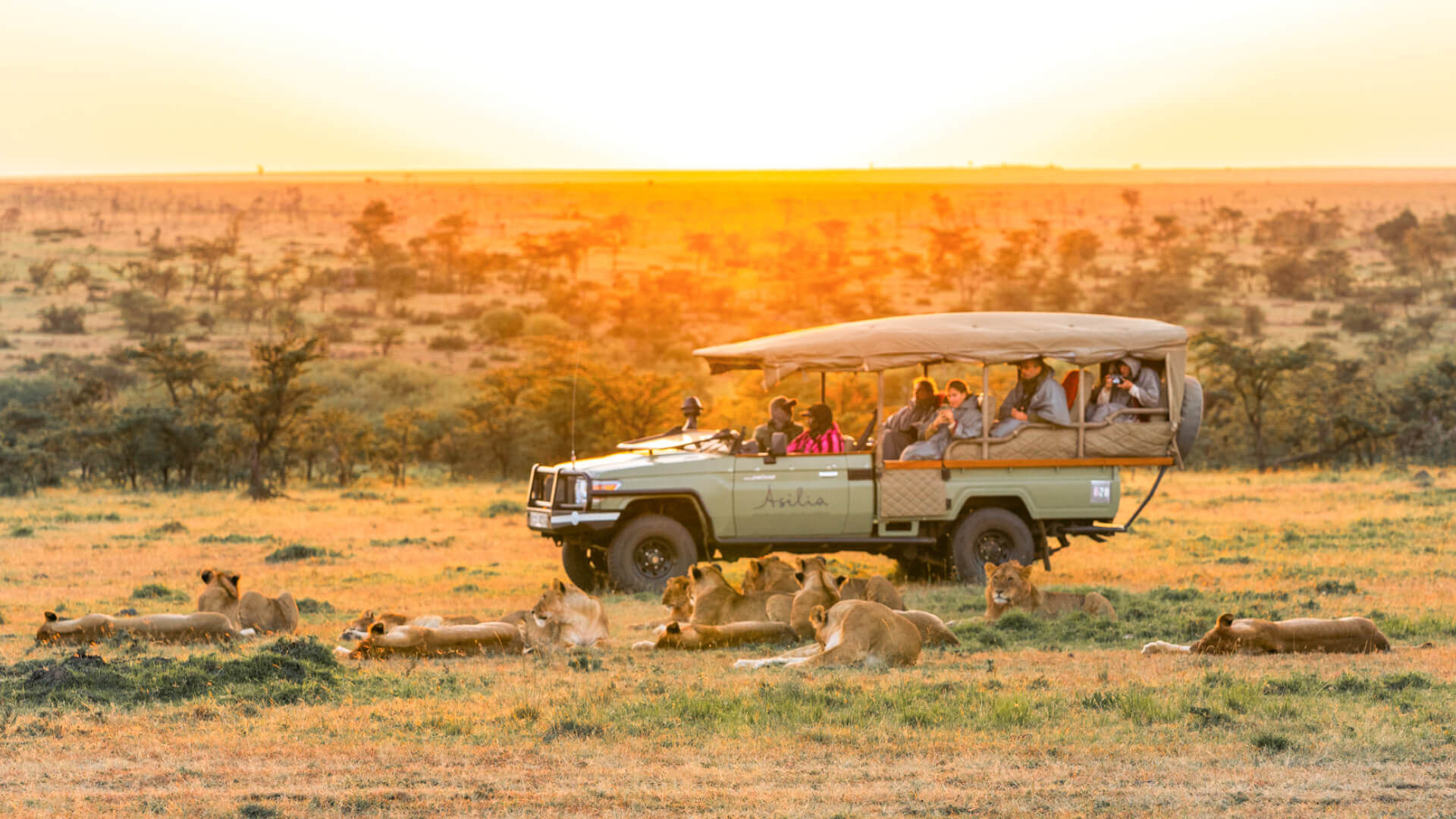 Game drive at sunrise watching pride of lion, Naboisho Camp, mara naboisho conservancy, kenya