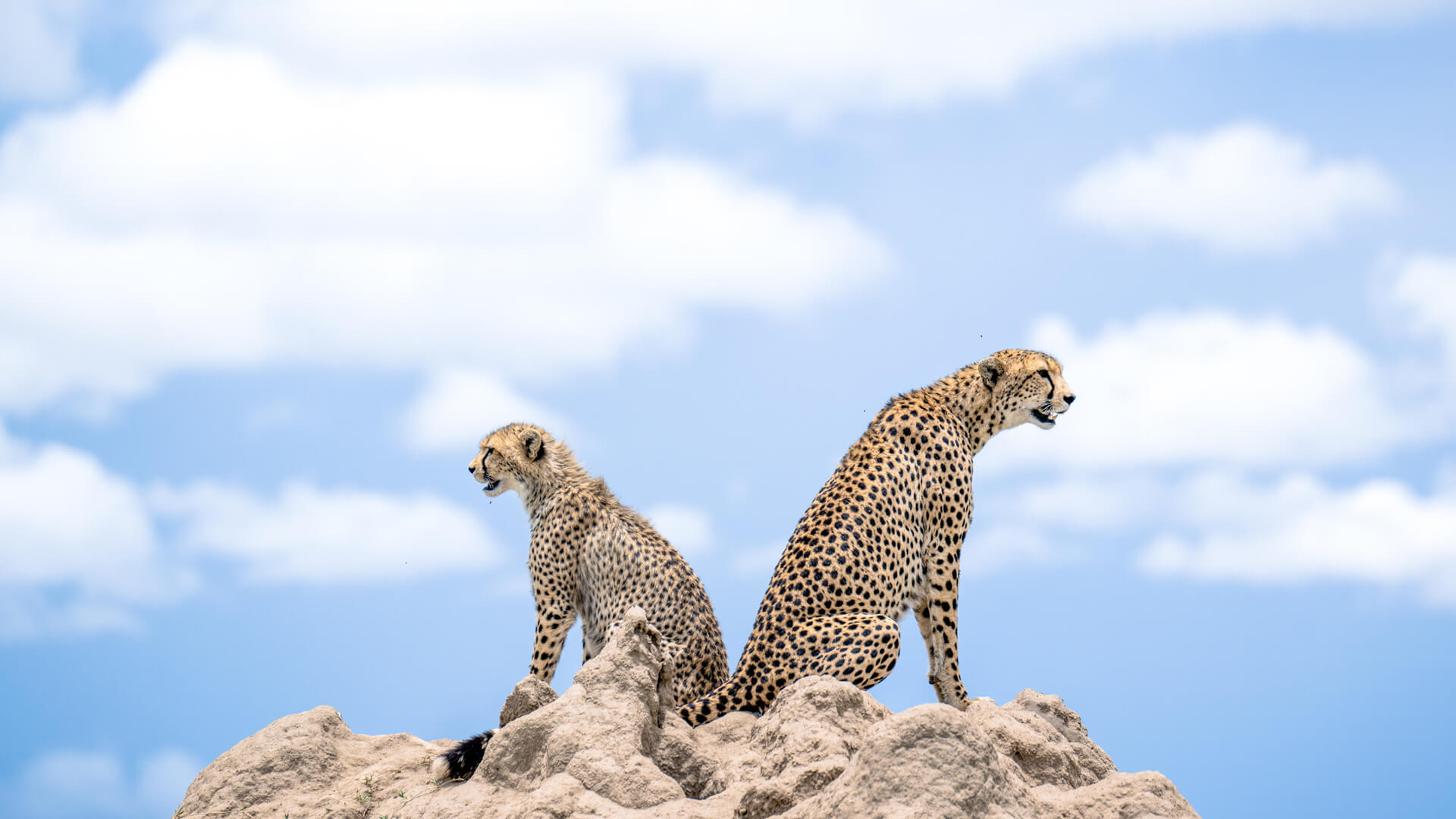 Namiri Plains, Serengeti National Park, wildlife, cheetahs standing on a rock, clouds in the background