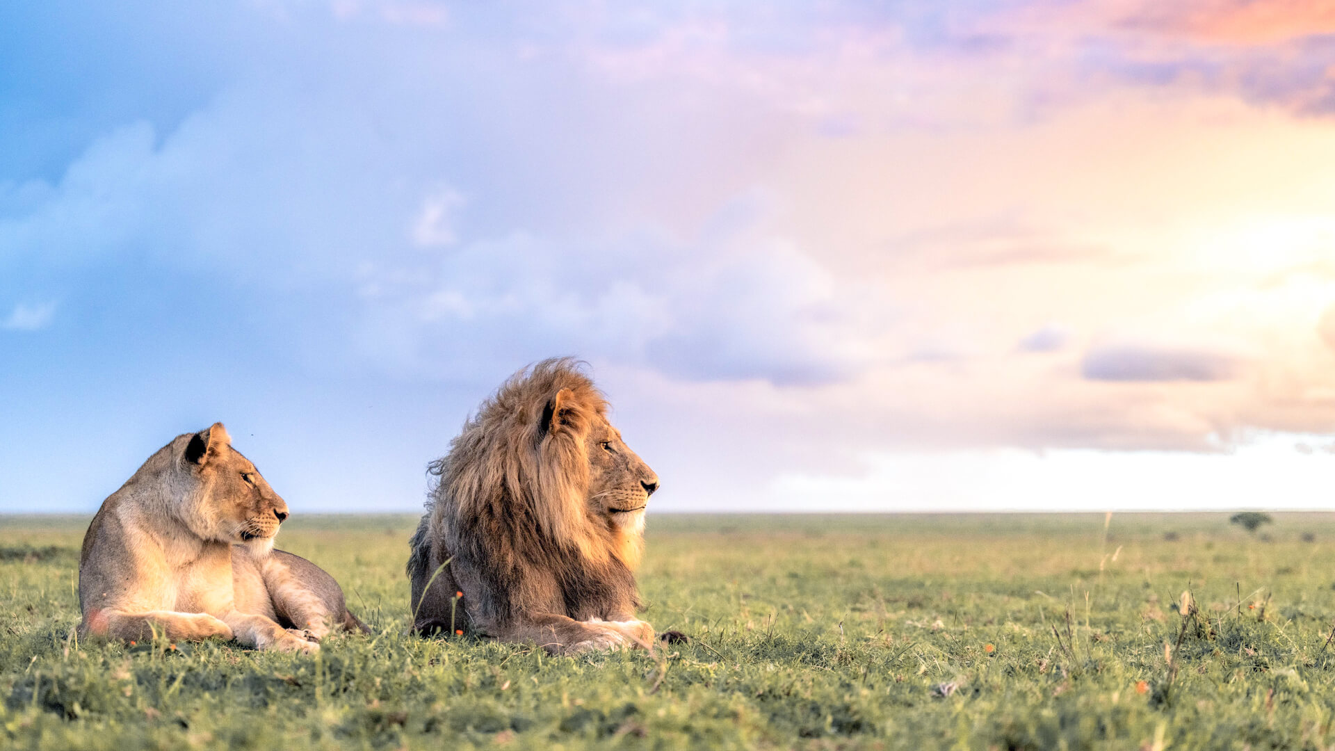 Namiri Plains, Serengeti National Park, Wildlife, lions lying on the grass, clouds in the background