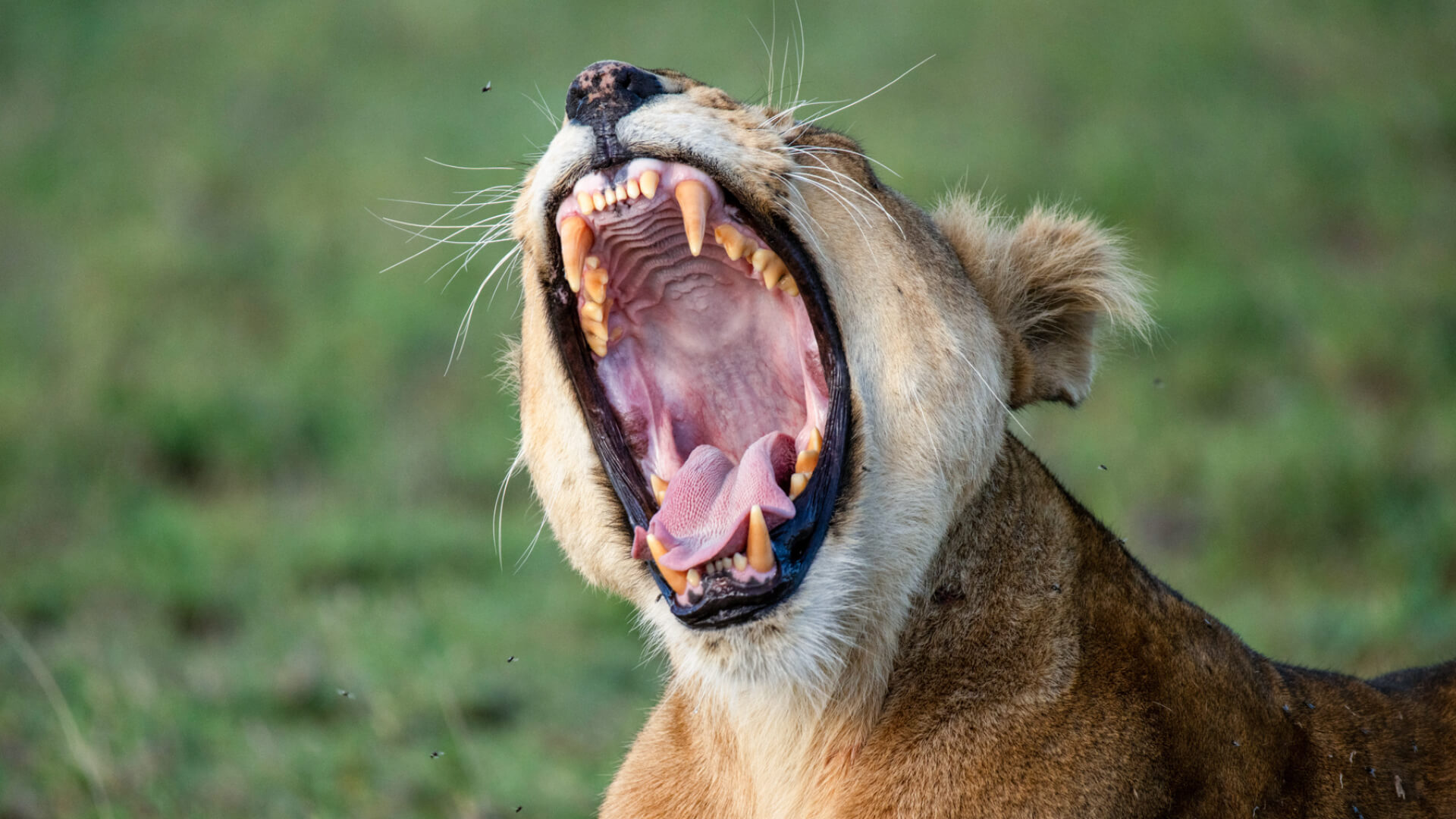 Namiri Plains Retreat, Serengeti National Park, wildlife, lion yawning