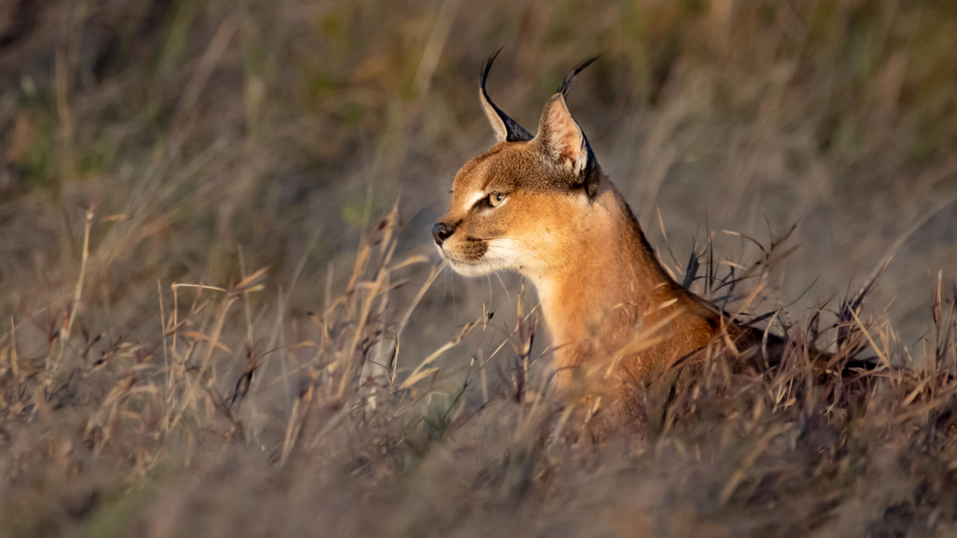 Namiri Plains Retreat, Serengeti National Park, wildlife, caracal spotted in the long grass
