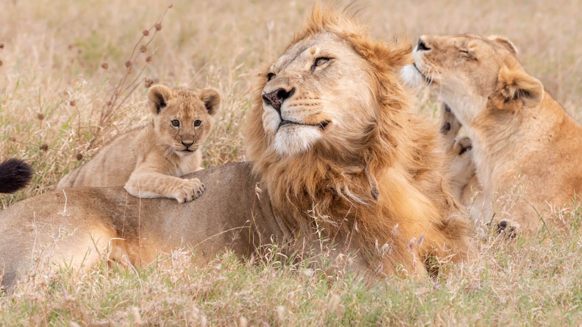 Namiri Plains Retreat, Serengeti National Park, wildlife, lion and his family, baby cub with it's paw on lions back