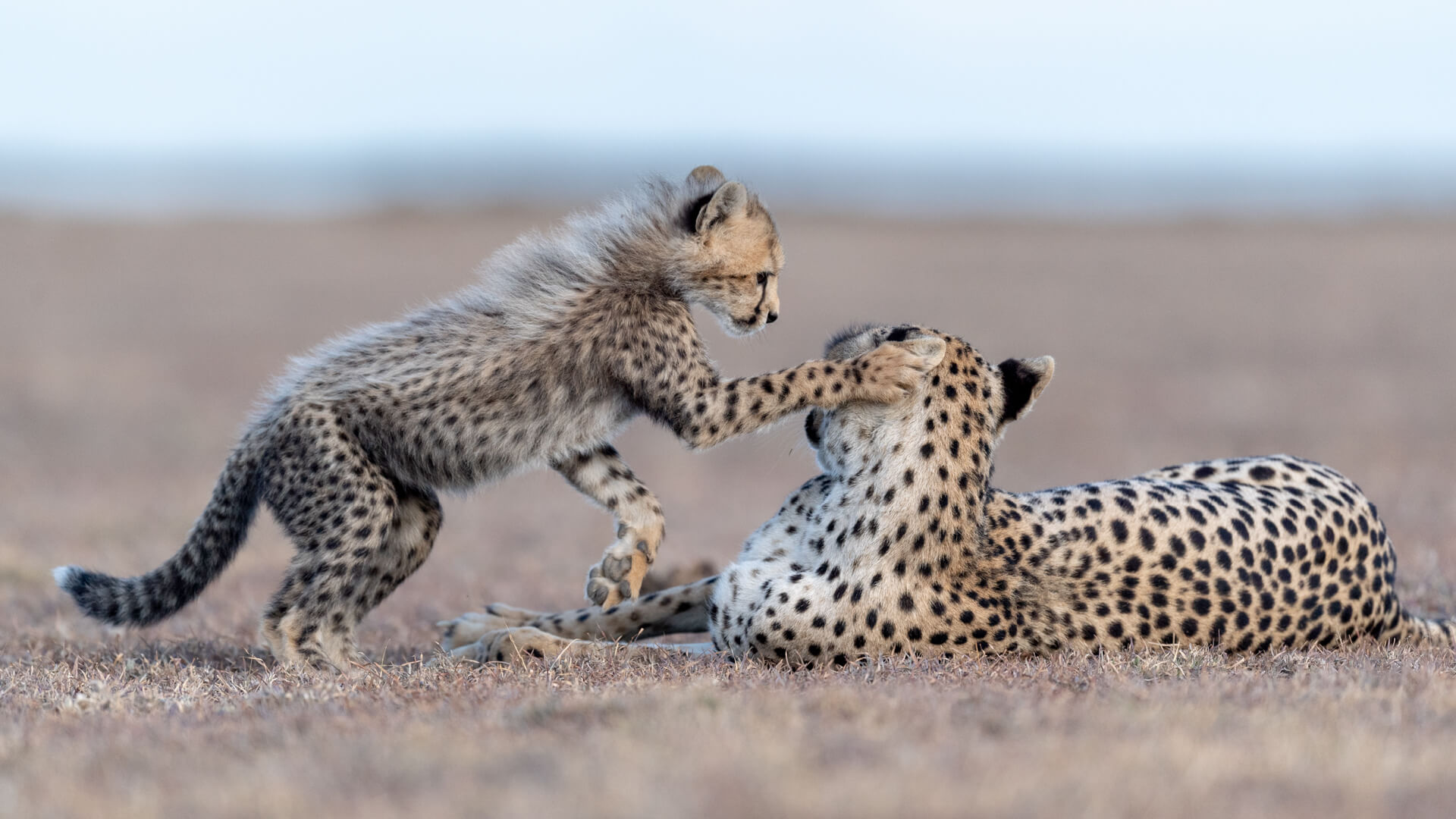Namiri Plains Retreat, Serengeti National Park, wildlife, cheetah cub being playful patting on the ear