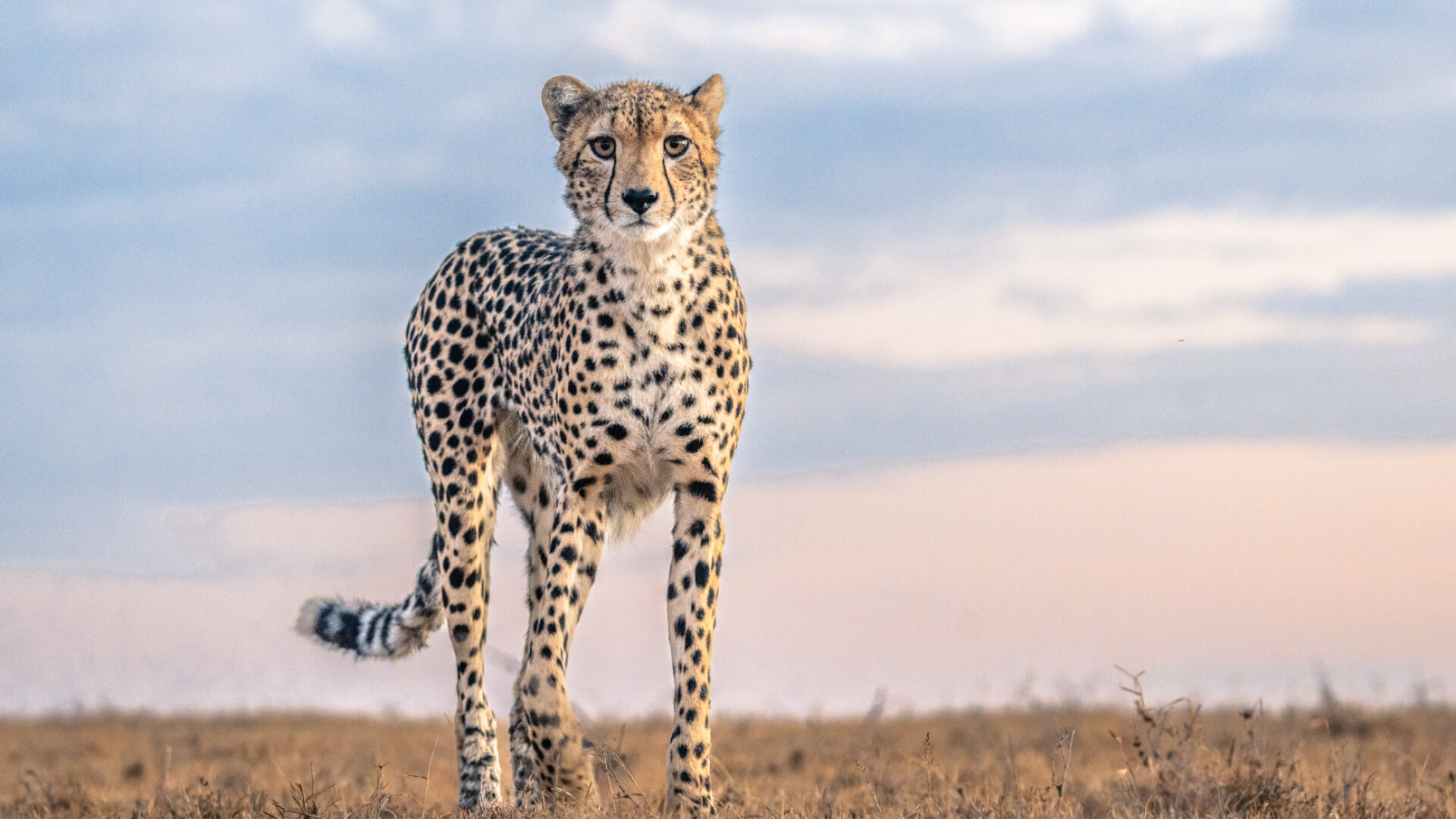 Cheetah in ol pejeta conservancy, ol pejeta bush camp, kenya
