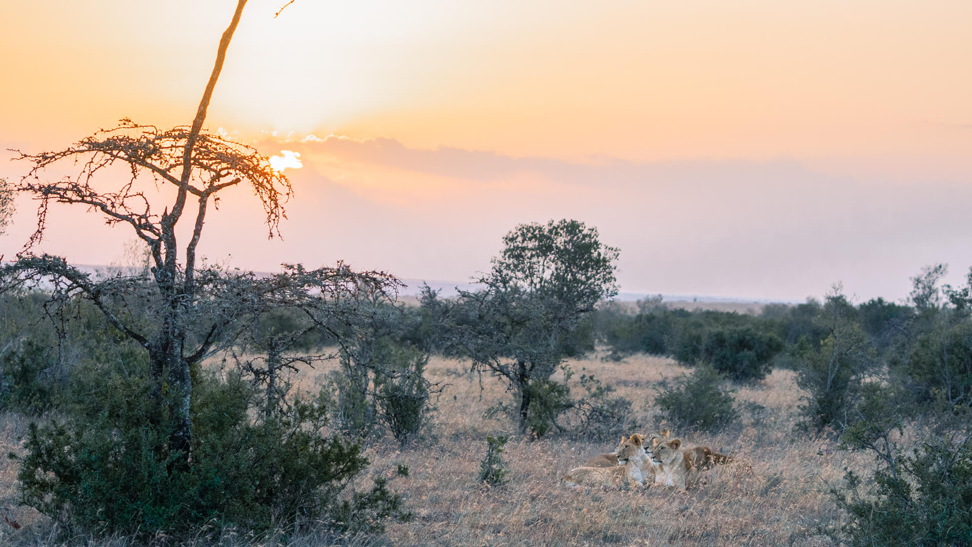 Asilia Camp Lodges Ol Pejeta Bush Camp Camp Carousel2