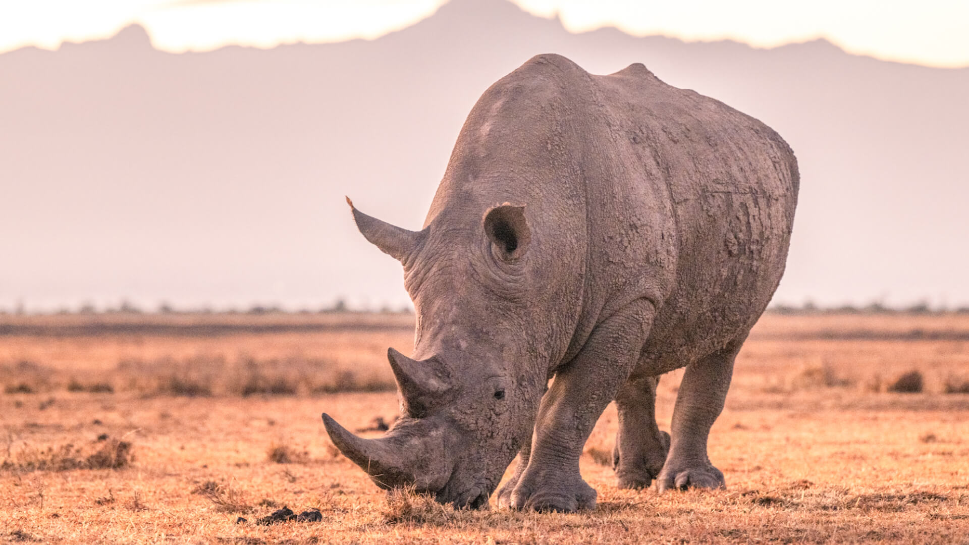 rhino with mount kenya in the background, ol pejeta bush camp, ol pejeta conservancy, kenya