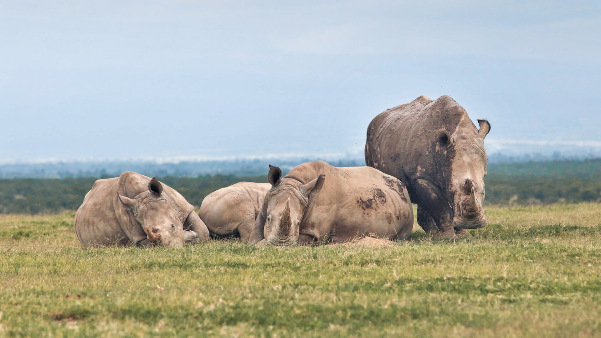 Group of rhino in ol pejeta conservancy, ol pejeta bush camp, kenya