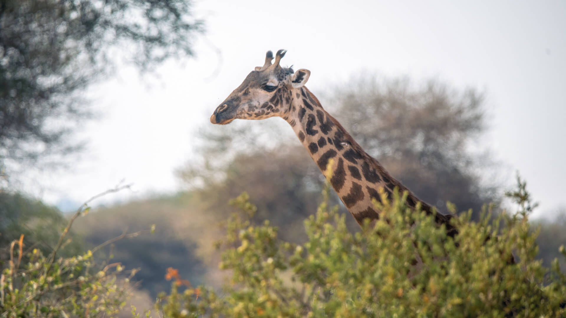 Giraffe standing behind a bush, olivers camp, Tarangire National Park, Tanzania
