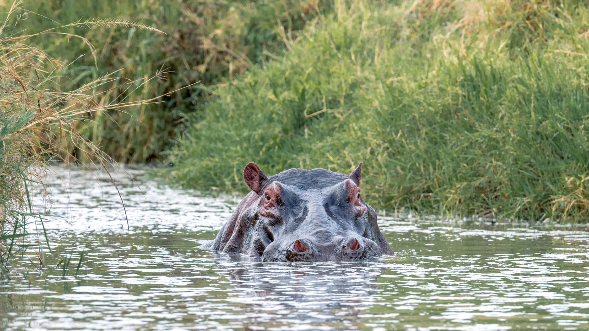 Rekero Camp, hippo in the river, masai mara, kenya