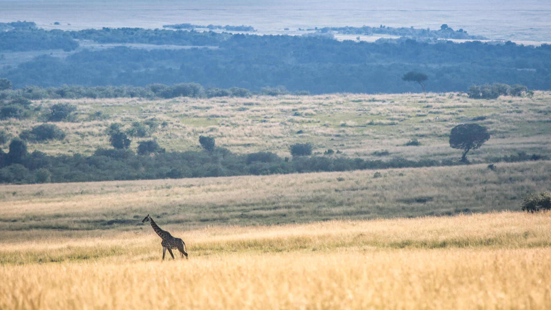 Giraffe walking in the grass, landscape, masai mara, kenya