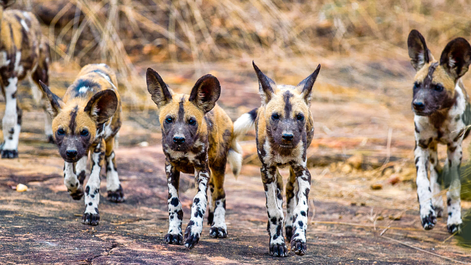 Roho ya Selous Camp, Nyerere National Park, wildlife, pack of wild dogs