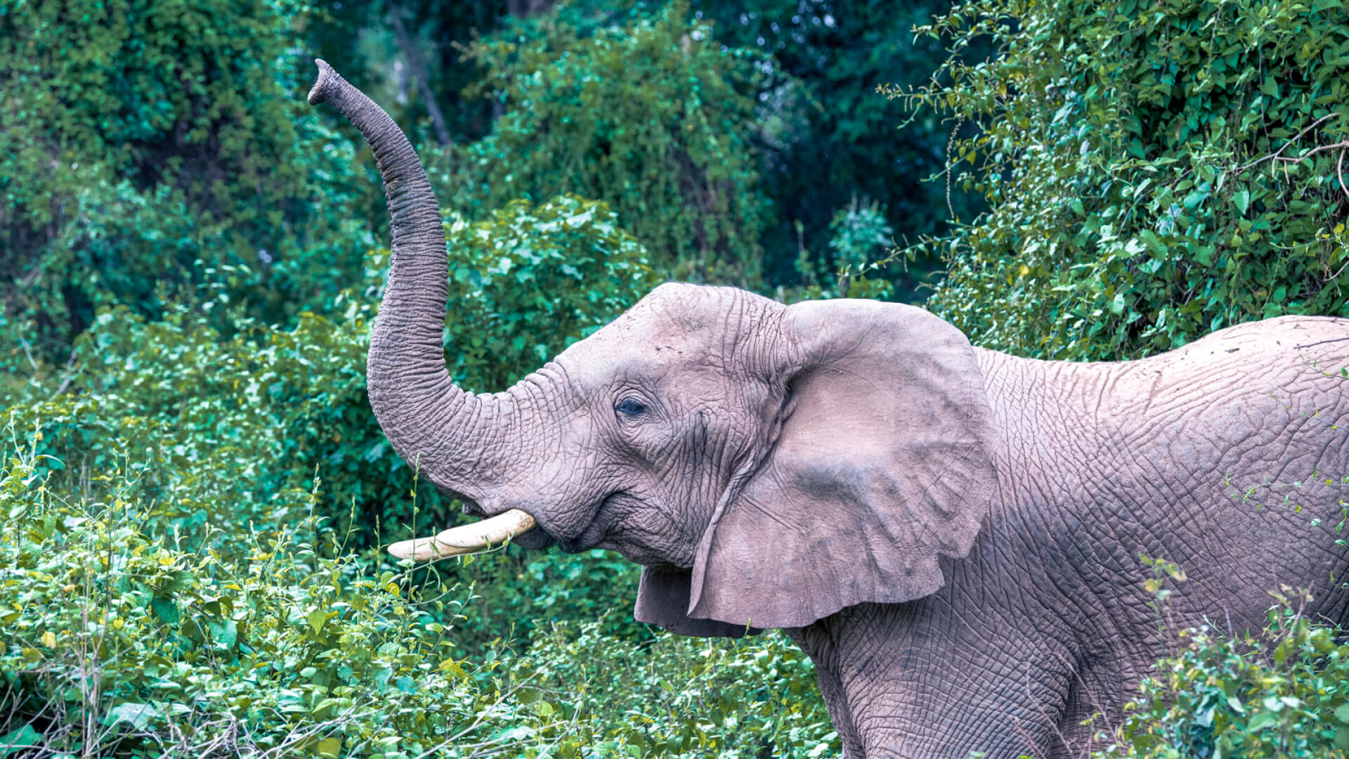 Rubondo Island Camp, Lake Victoria, elephant with trunk up amongst the trees in the forest