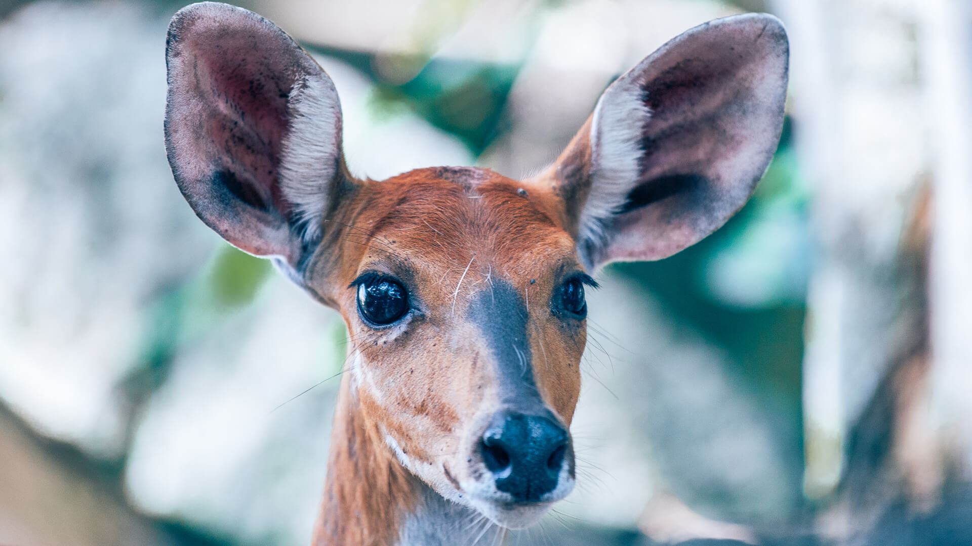 Rubondo Island Camp, Lake Victoria, sitatunga close up