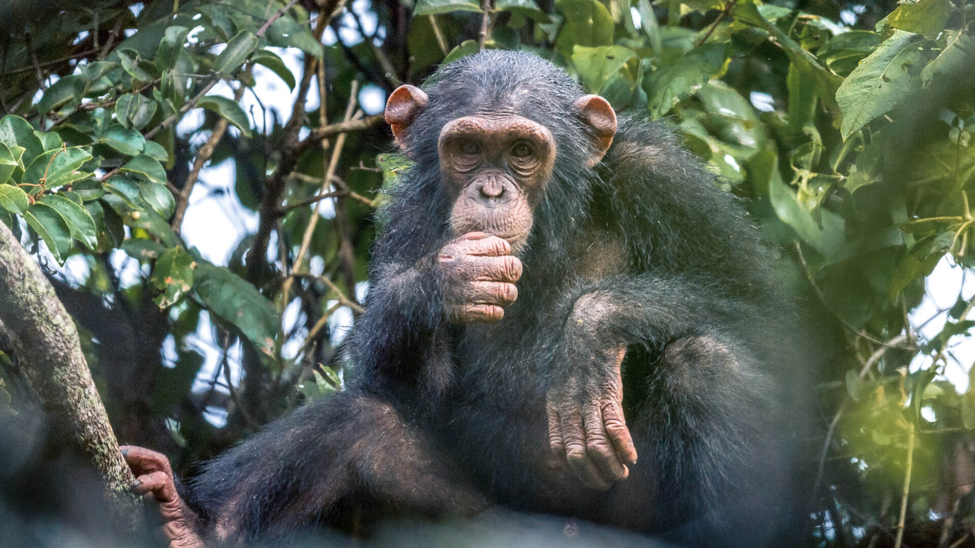Rubondo Island Camp, Lake Victoria, Chimp in the trees