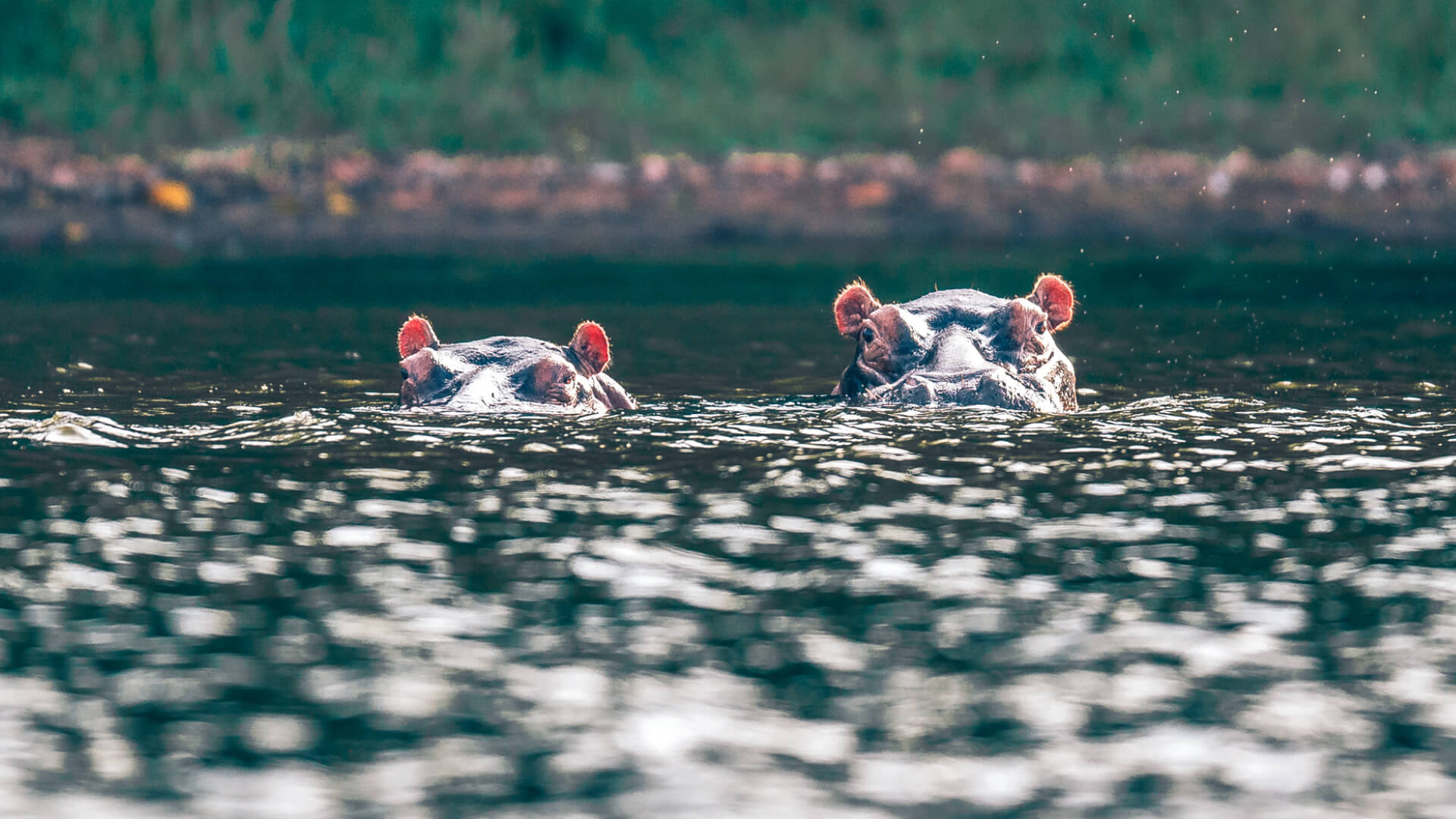 Rubondo Island Camp, Lake Victoria, hippo spotting, heads peaking out of the water