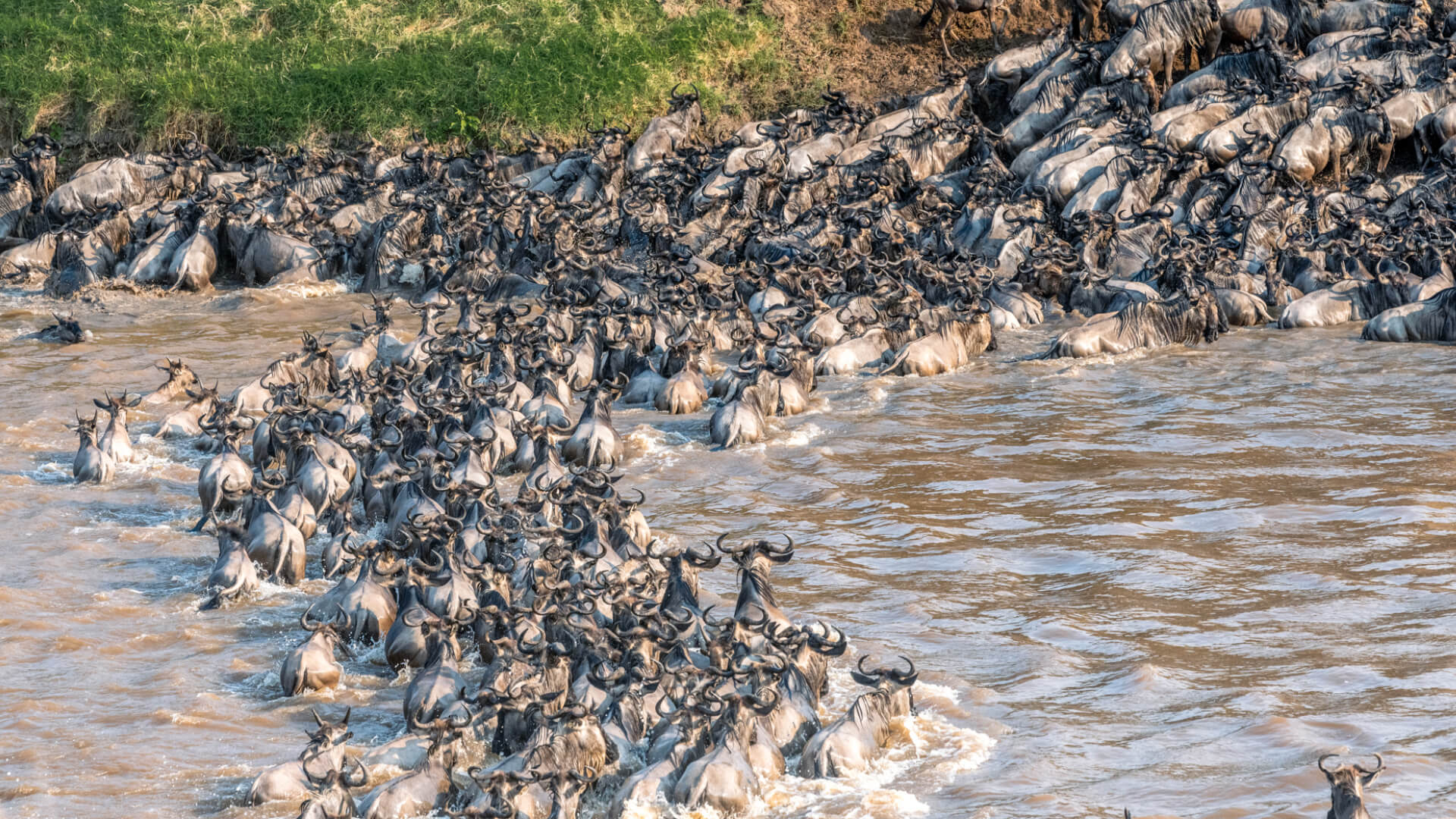 Sayari Retreat, Serengeti National Park, wildlife, wildebeest crossing the river in the water and on the banks