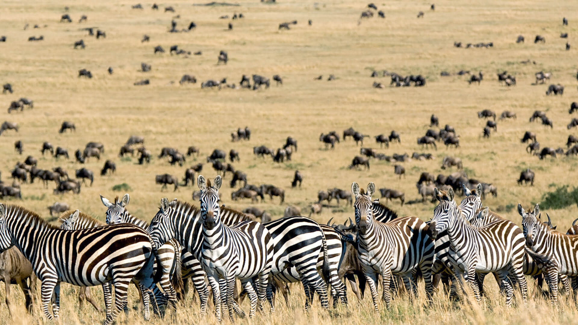 Sayari Retreat, Serengeti National Park, wildlife, herd of zebra and wildebeest grazing in dry grass