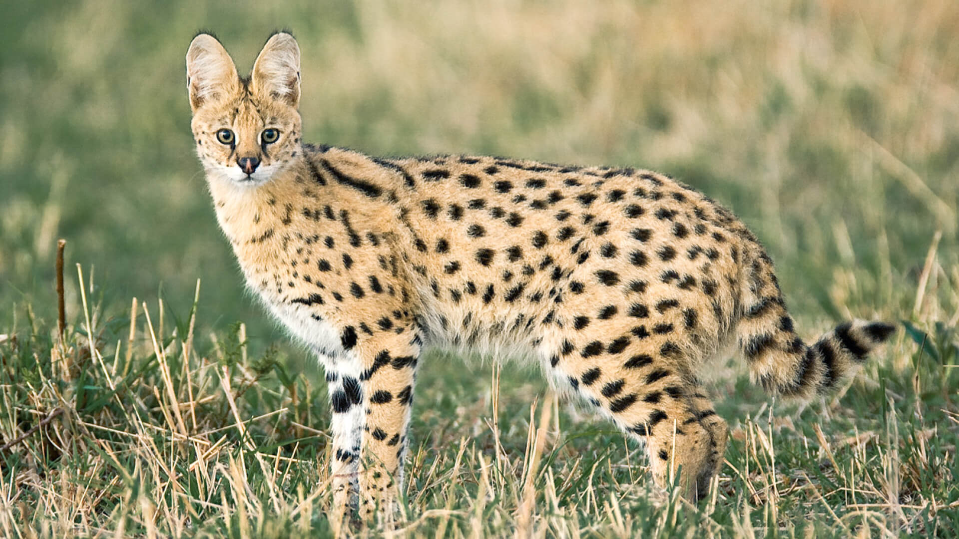 Sayari Retreat, Serengeti National Park, wildlife, serval standing with it's ears up in the grass