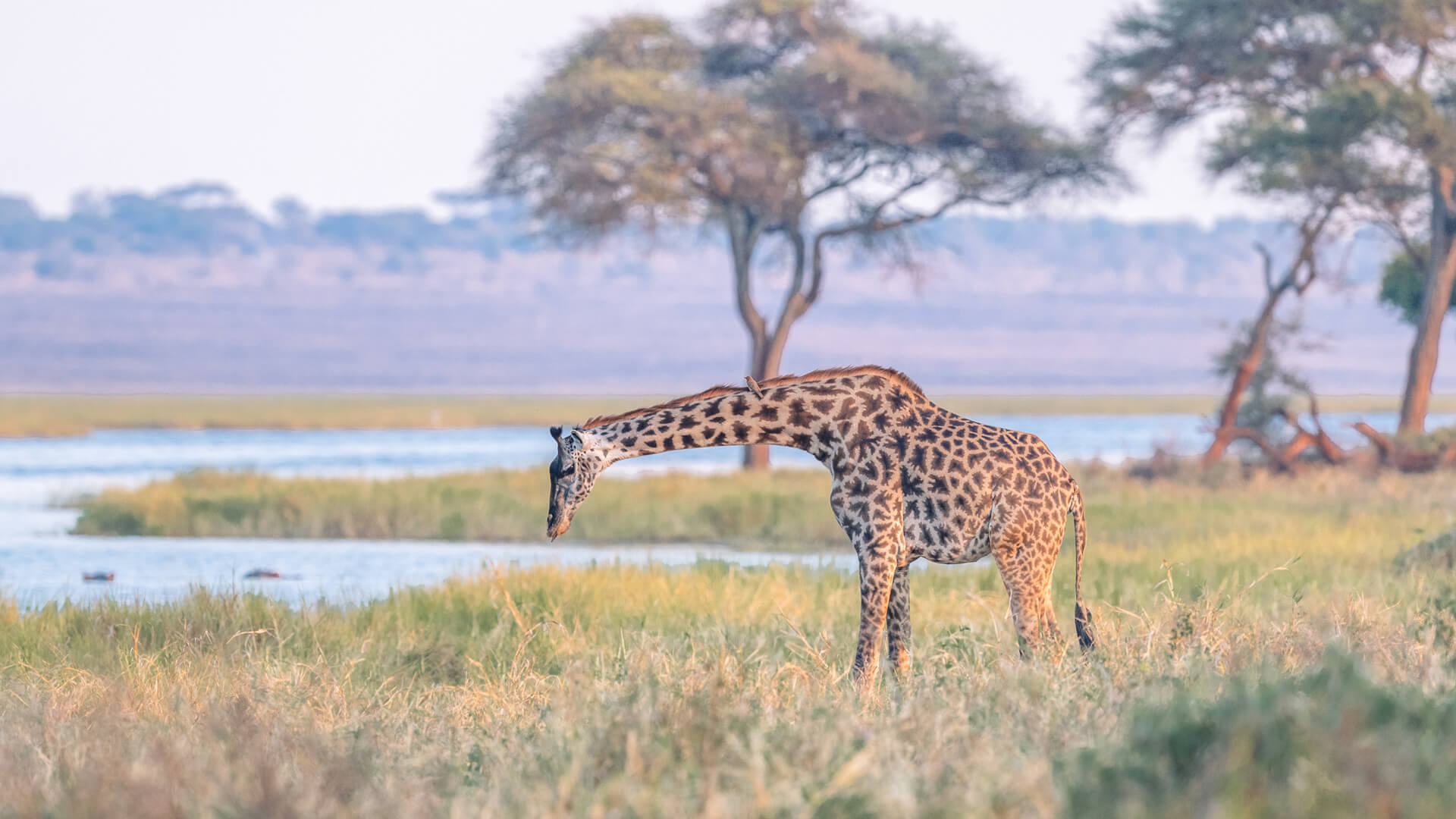 Sayari Camp, Northern Serengeti, giraffe grazing along the banks of the river
