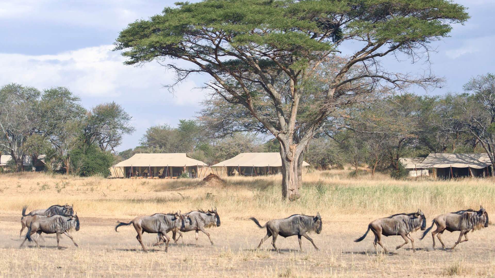Wildebeest herds passing through camp, ubuntu Migration camp, Serengeti National Park, Tanzania