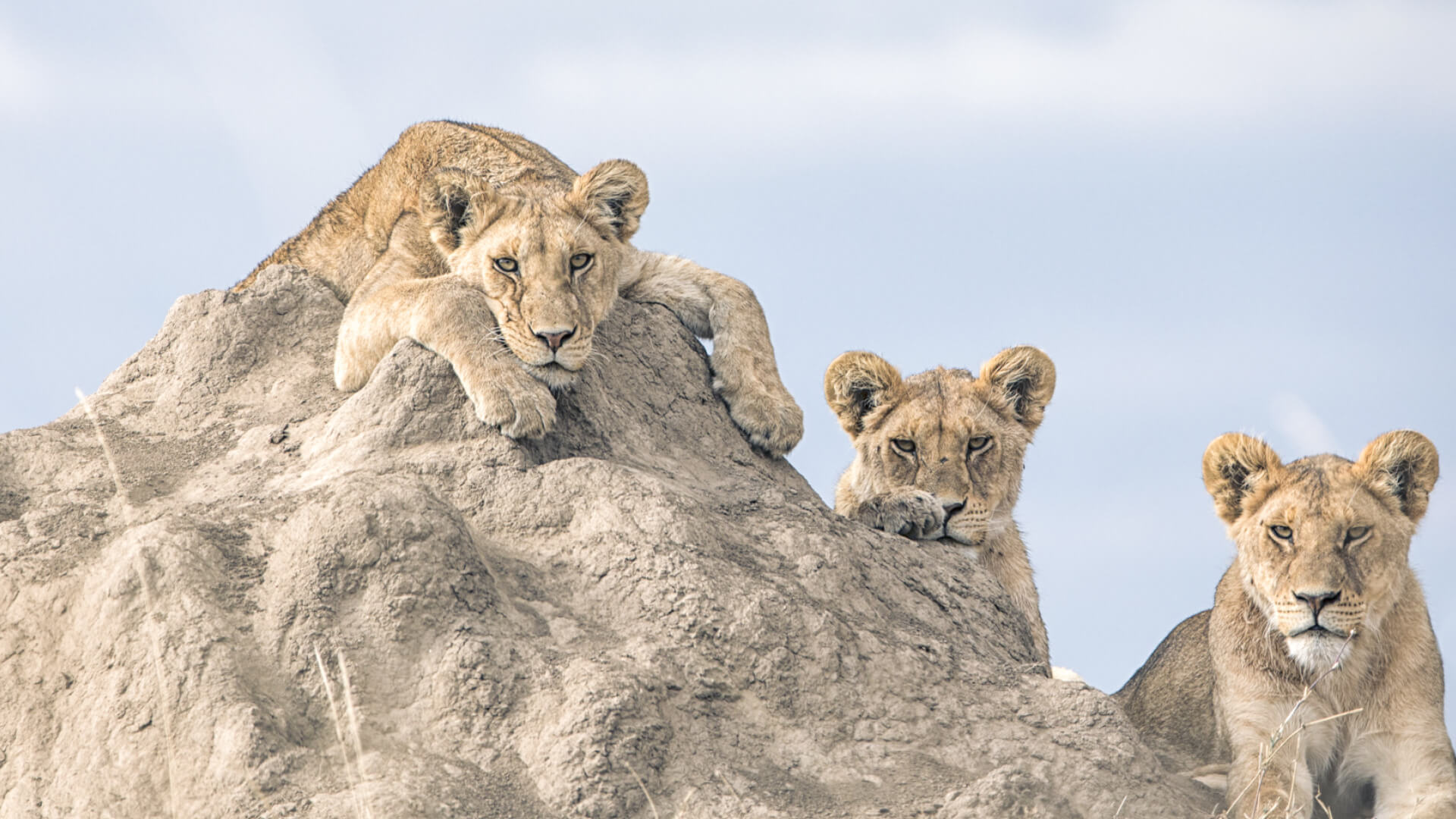 Two young lions rest on a rock in the Serengeti