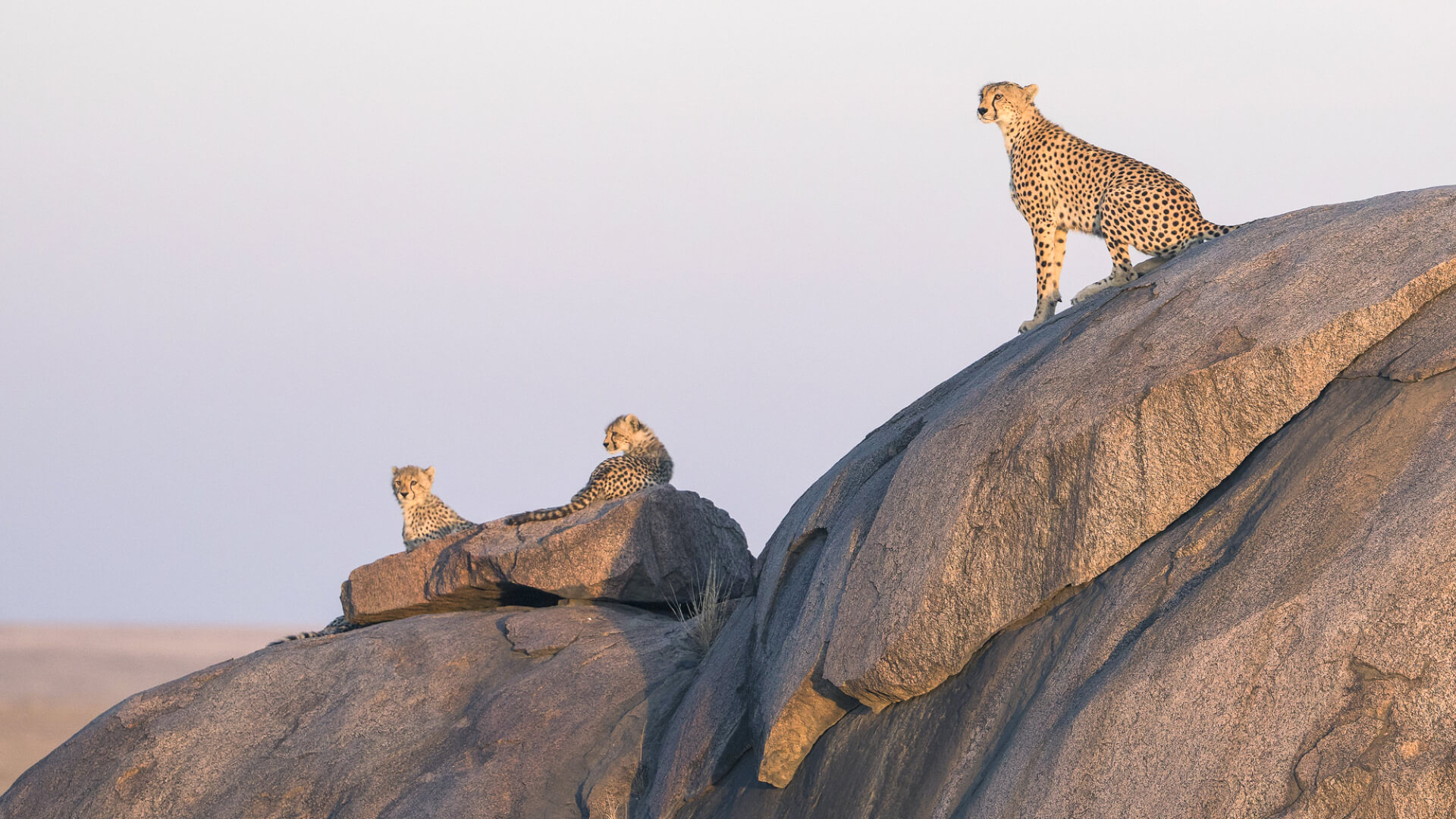 Three cheetahs on the rocks at sunset, ubuntu migration camp, Serengeti National Park, Tanzania