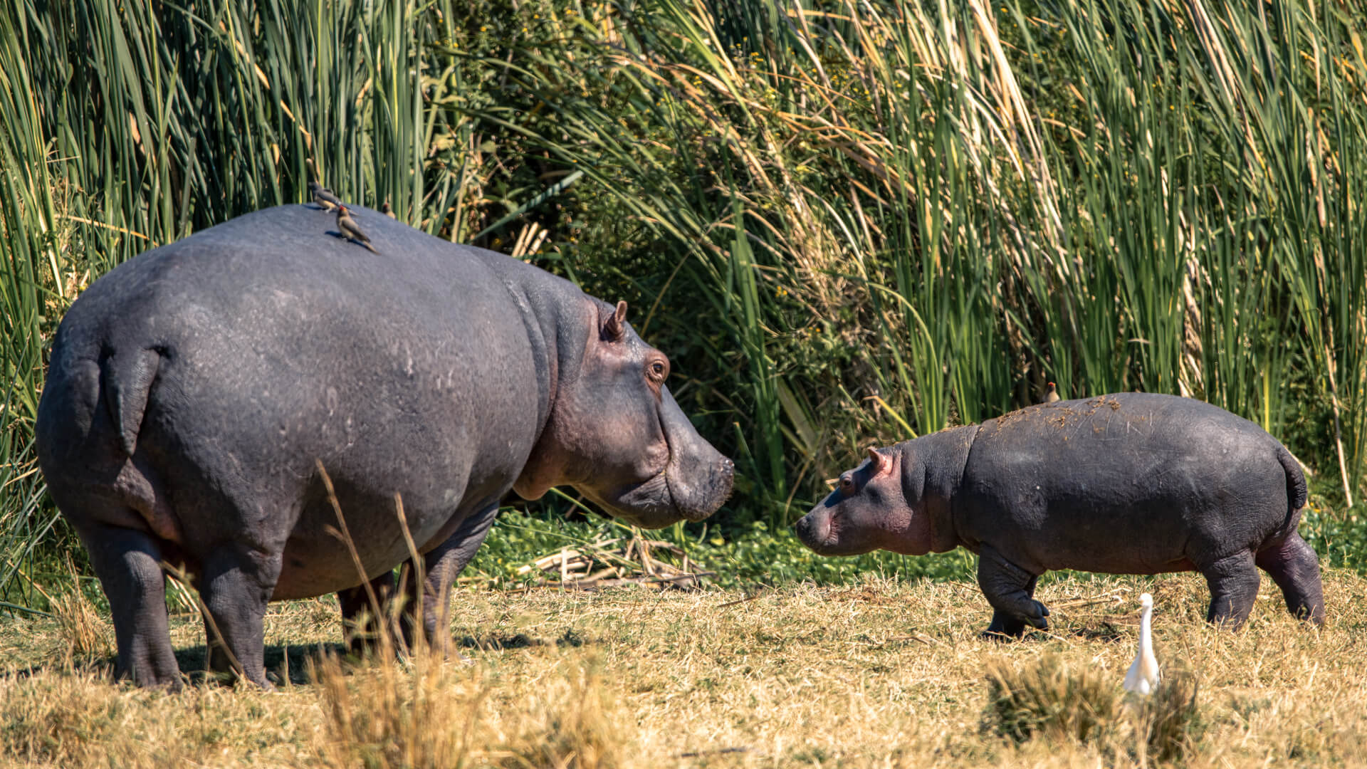 A mother and bay hippo in ngorongoro northern tanzania