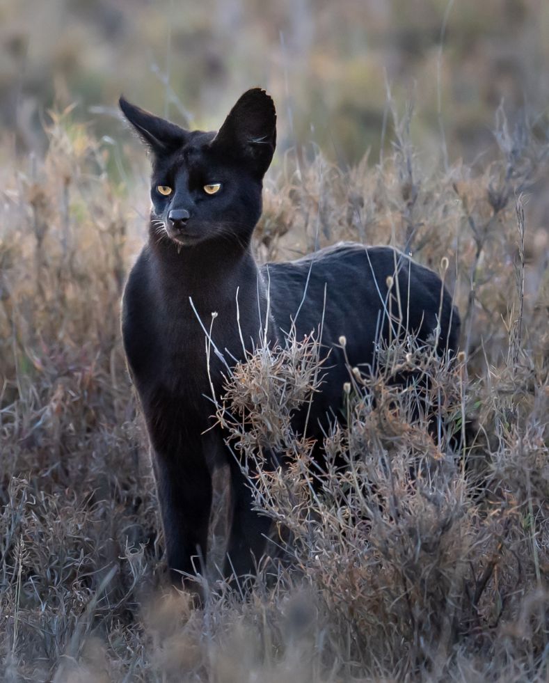 Namiri Plains Retreat, Serengeti National Park, black serval standing in the grass