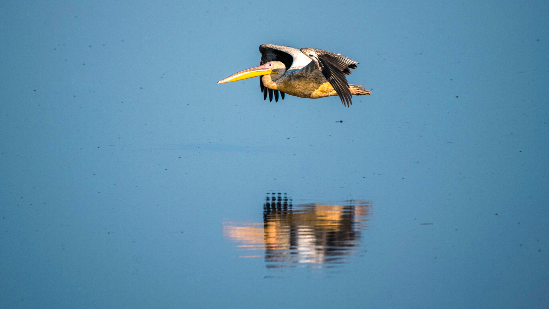 A bird flies low over the water - birding safaris